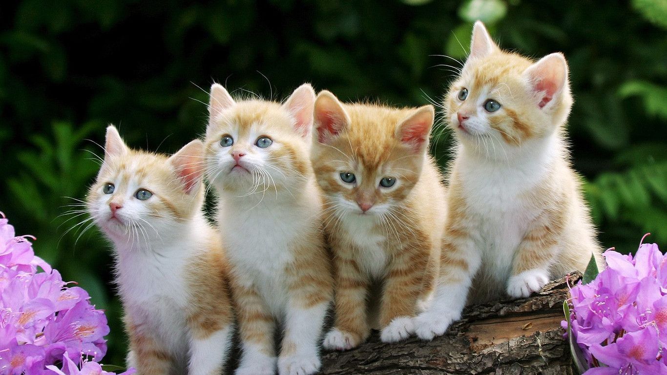 Quattro gattini arancioni tra fiori, 1366x768 HD, Desktop