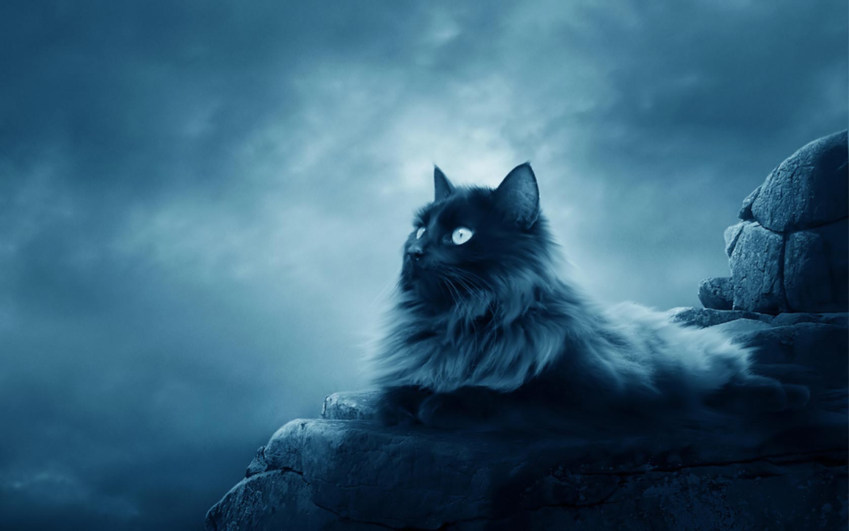 Gatto nero su rocce notturne, 1680x1050 HD, Monitor Gaming