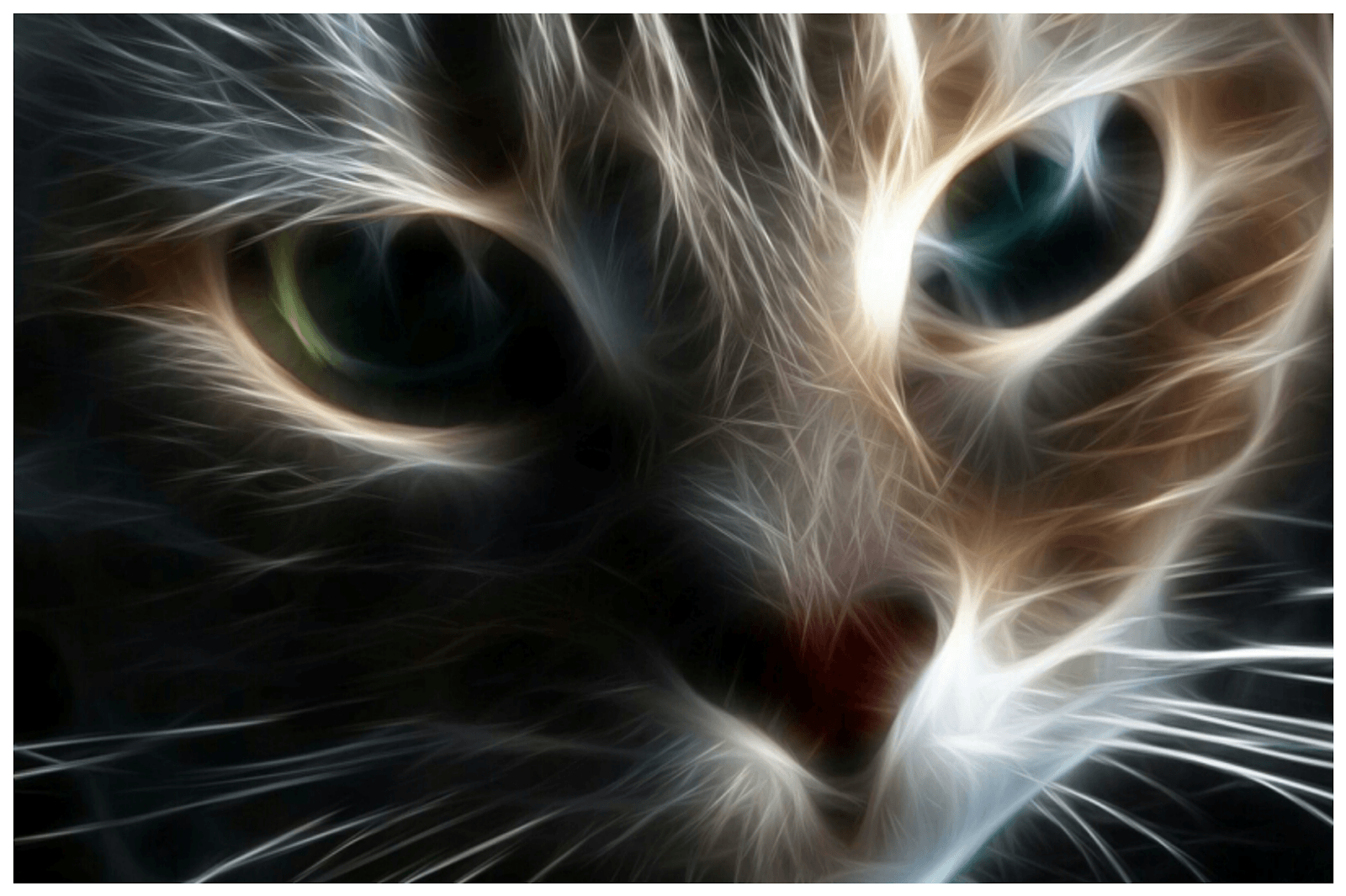 Gatto effetto fractalius luminoso, 1600x1065 900p, PC Desktop