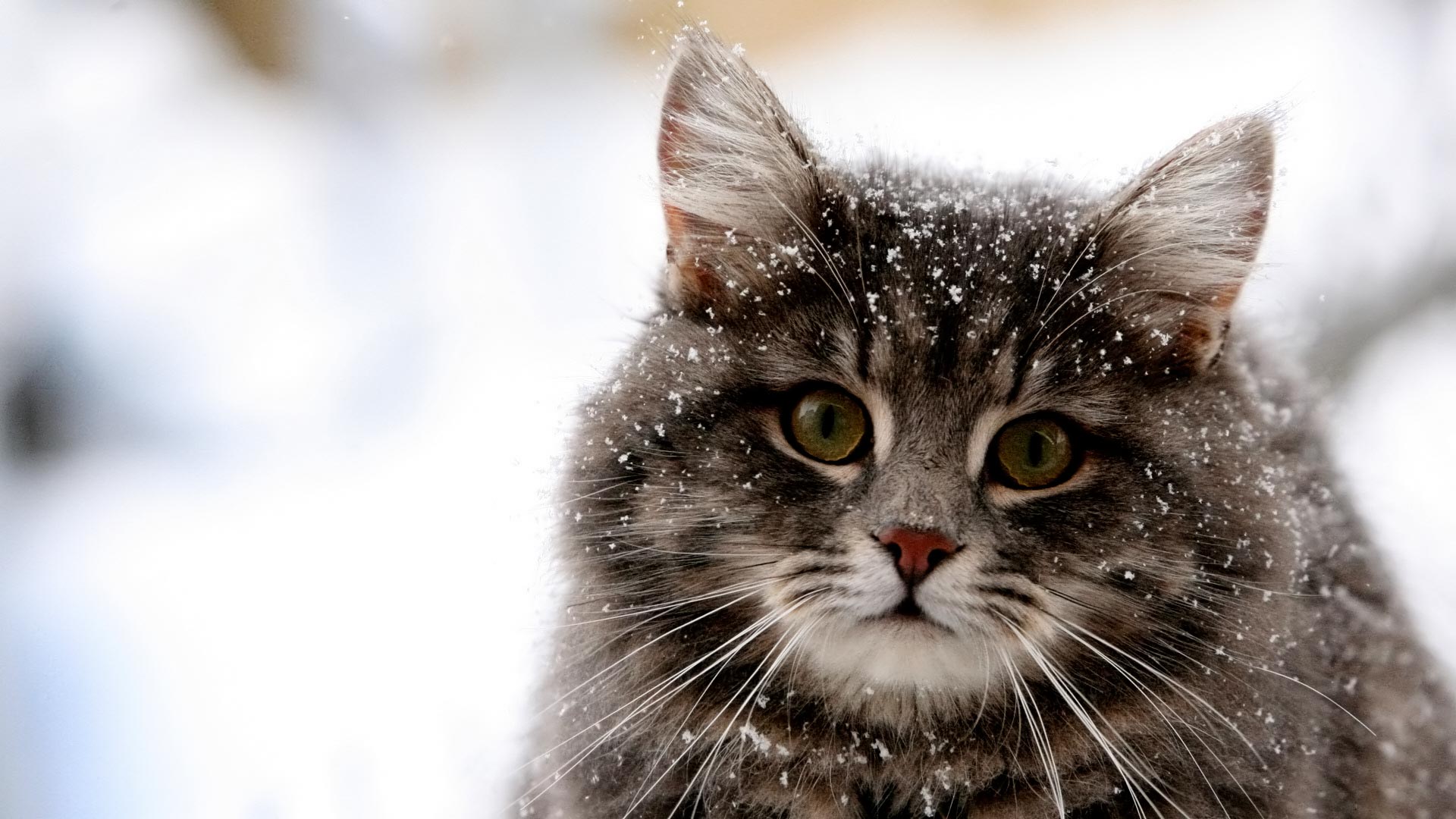 Gatto grigio nella neve, 1920x1080 Full HD 1080p, PC