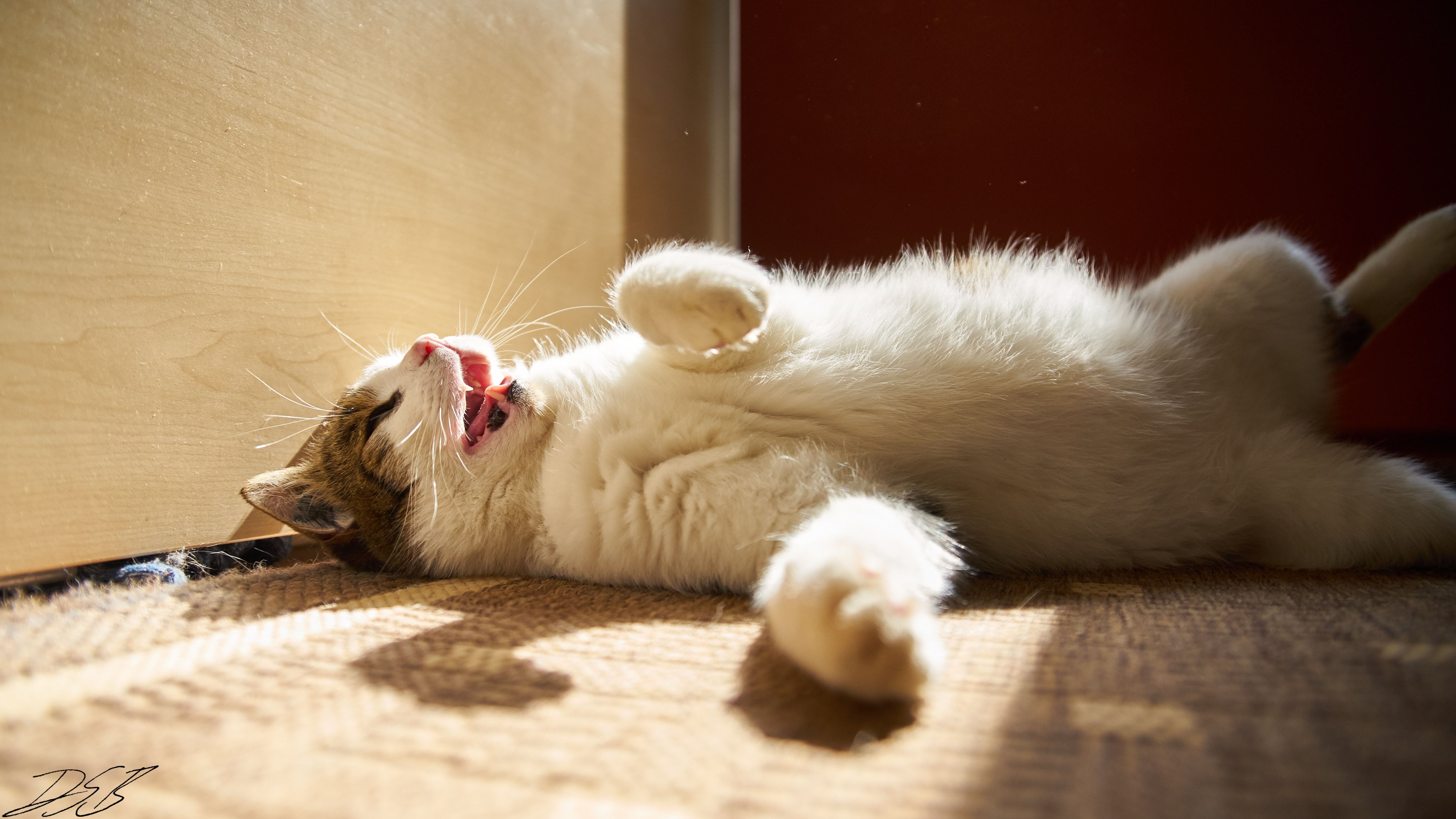 Gatto sdraiato al sole, 5841x3285 4K Ultra HD, Desktop