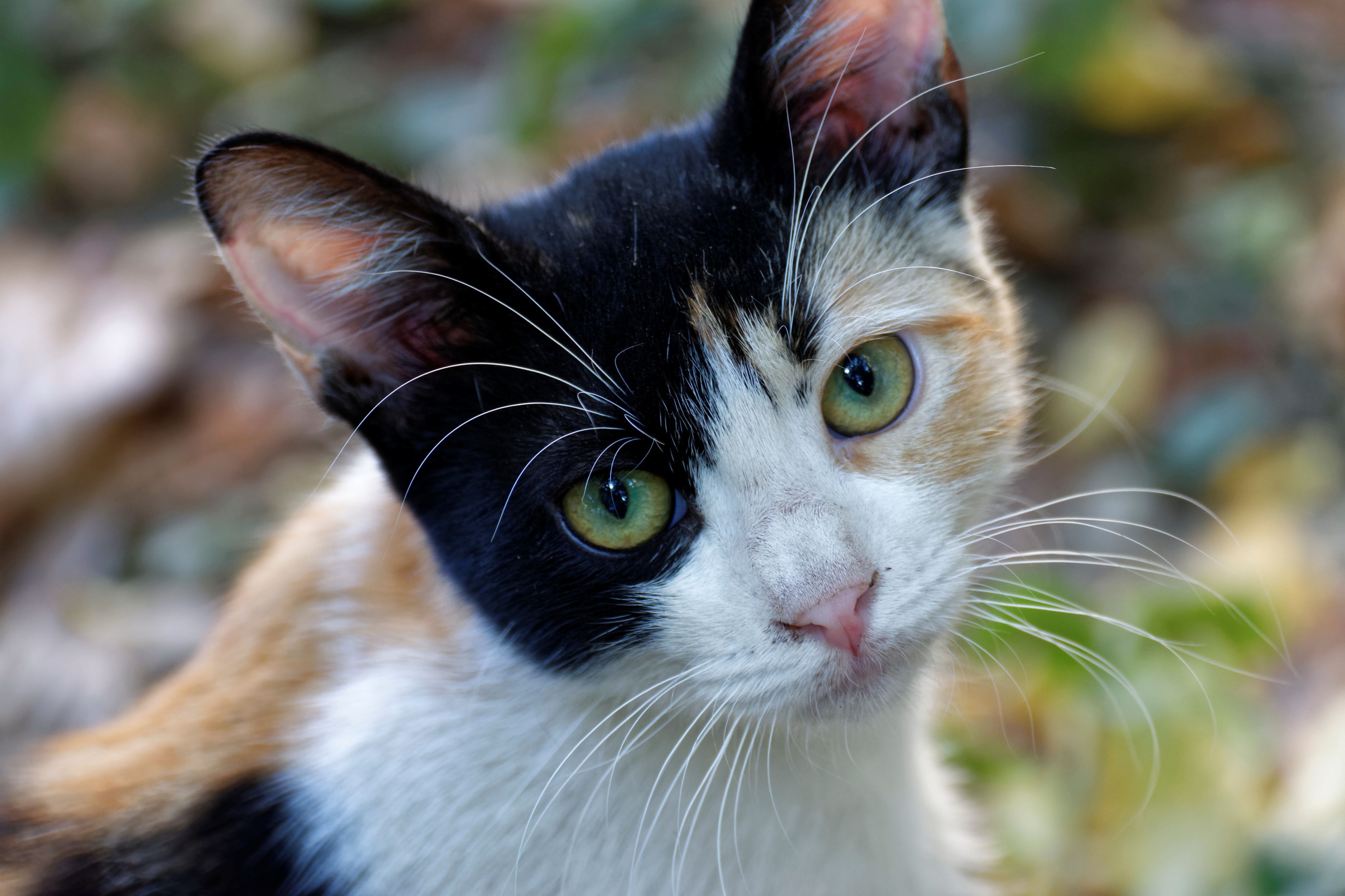 Gatto tricolore occhi verdi, 4500x3000 Ultra HD, PC