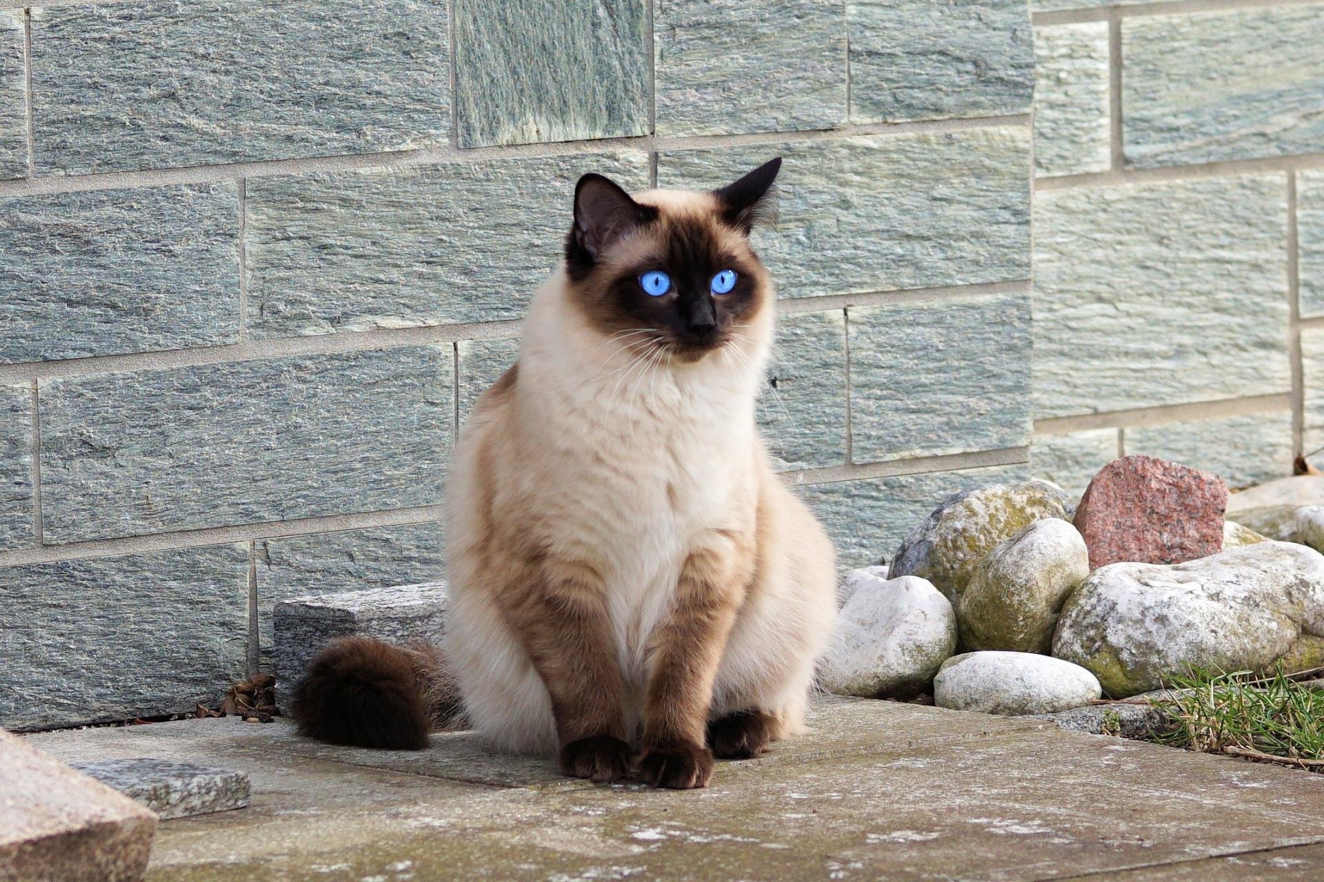 Gatto siamese occhi azzurri, 1920x1280 Full HD+, PC Desktop