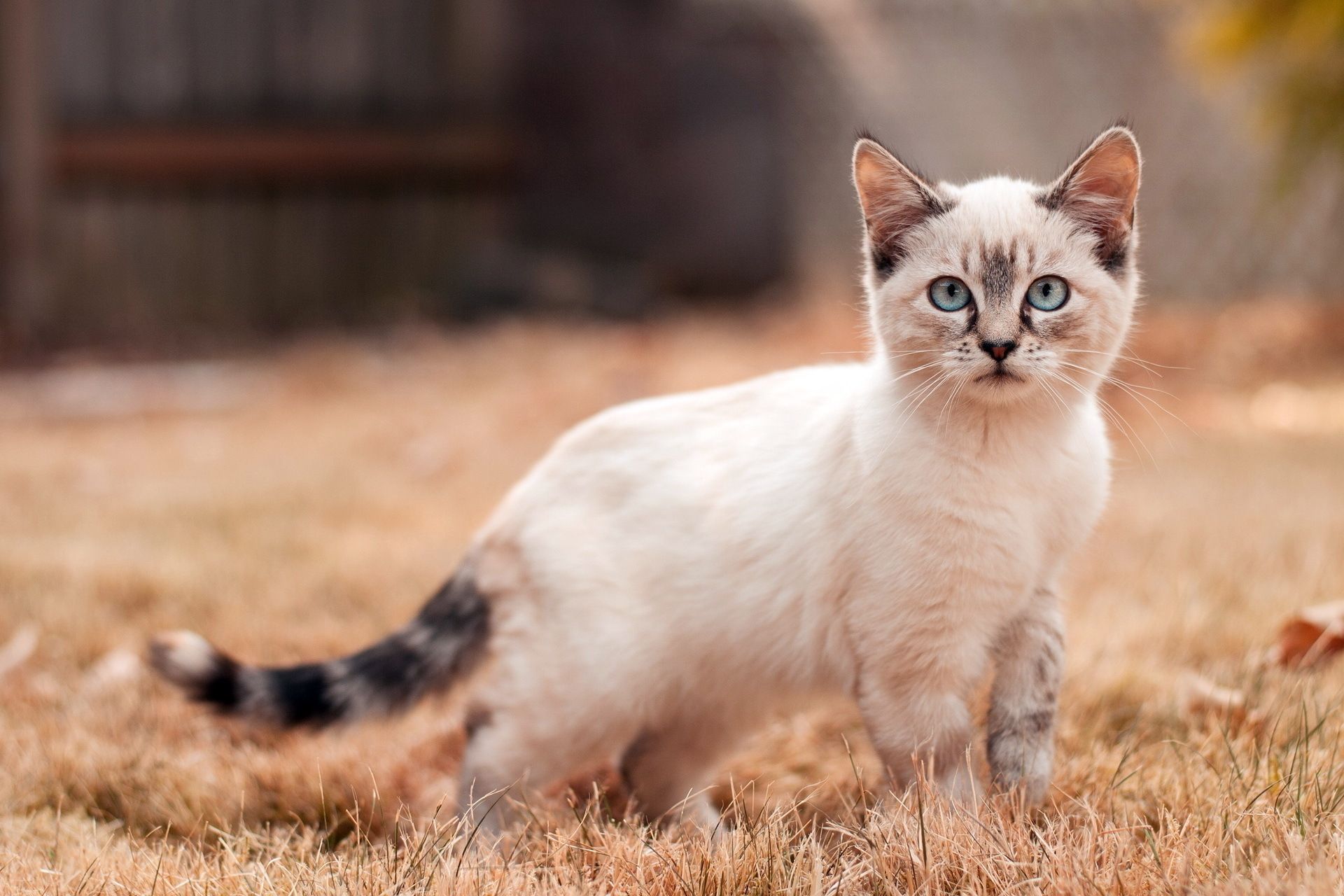 Gatto siamese nell'erba, 1920x1280 Full HD+ WUXGA, Desktop
