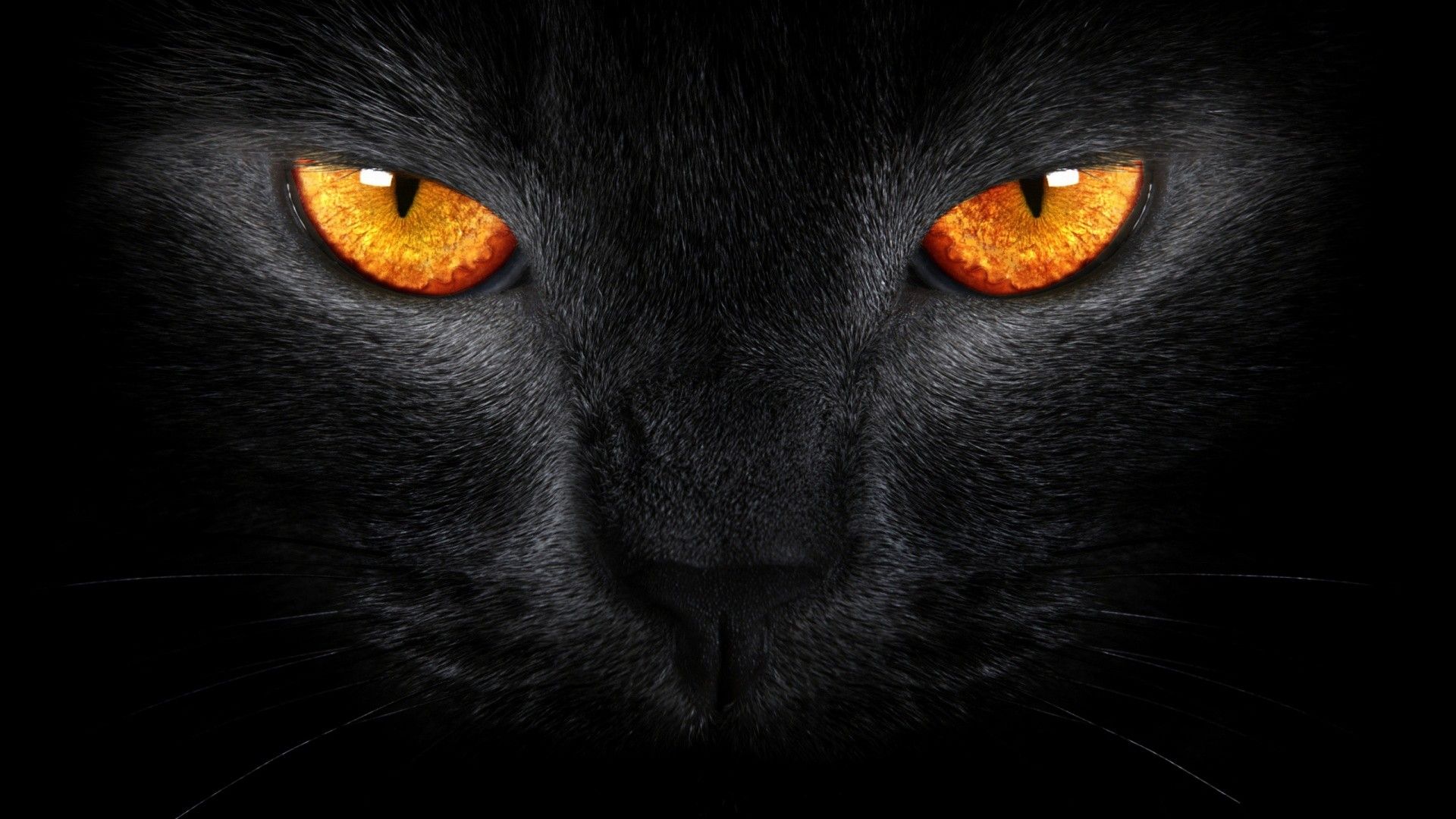 Gatto nero occhi arancioni, 1920x1080 Full HD, Desktop