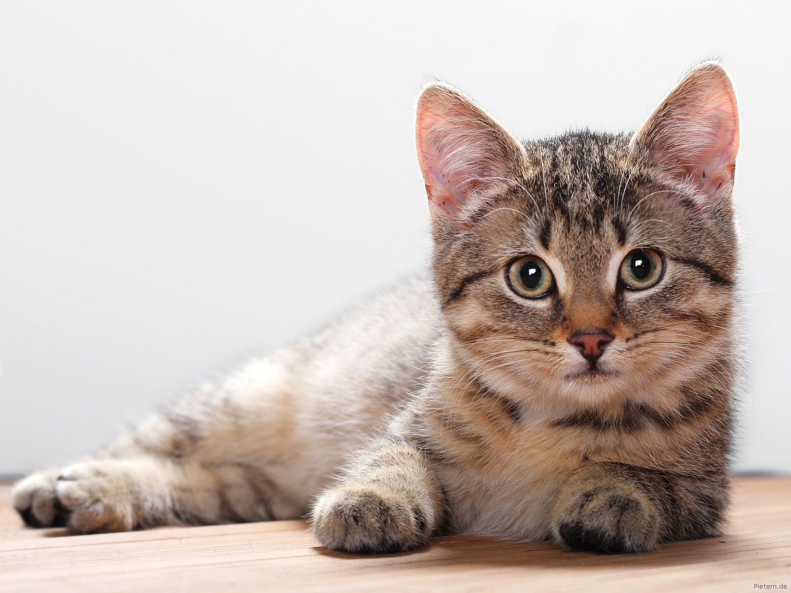 Gattino tabby su tavolo, 1600x1200 HD, Monitor Gaming