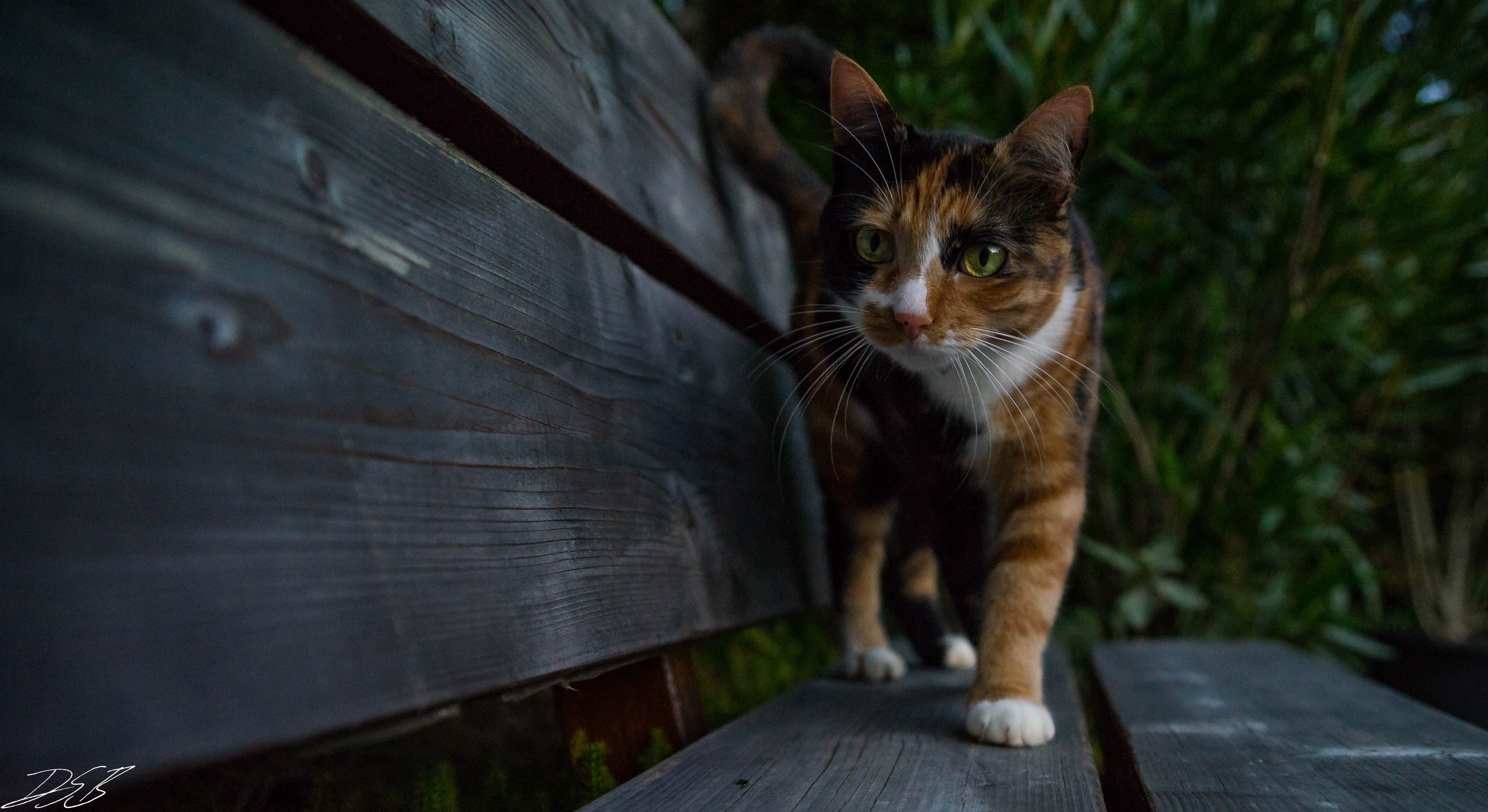 Gatto tricolore su panchina, 5257x2870 Ultra HD, PC