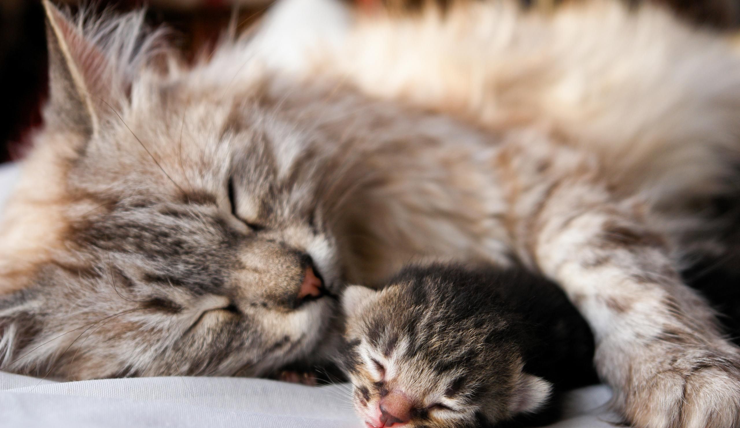 Gatta con gattino neonato, 2560x1480 1440p, Desktop