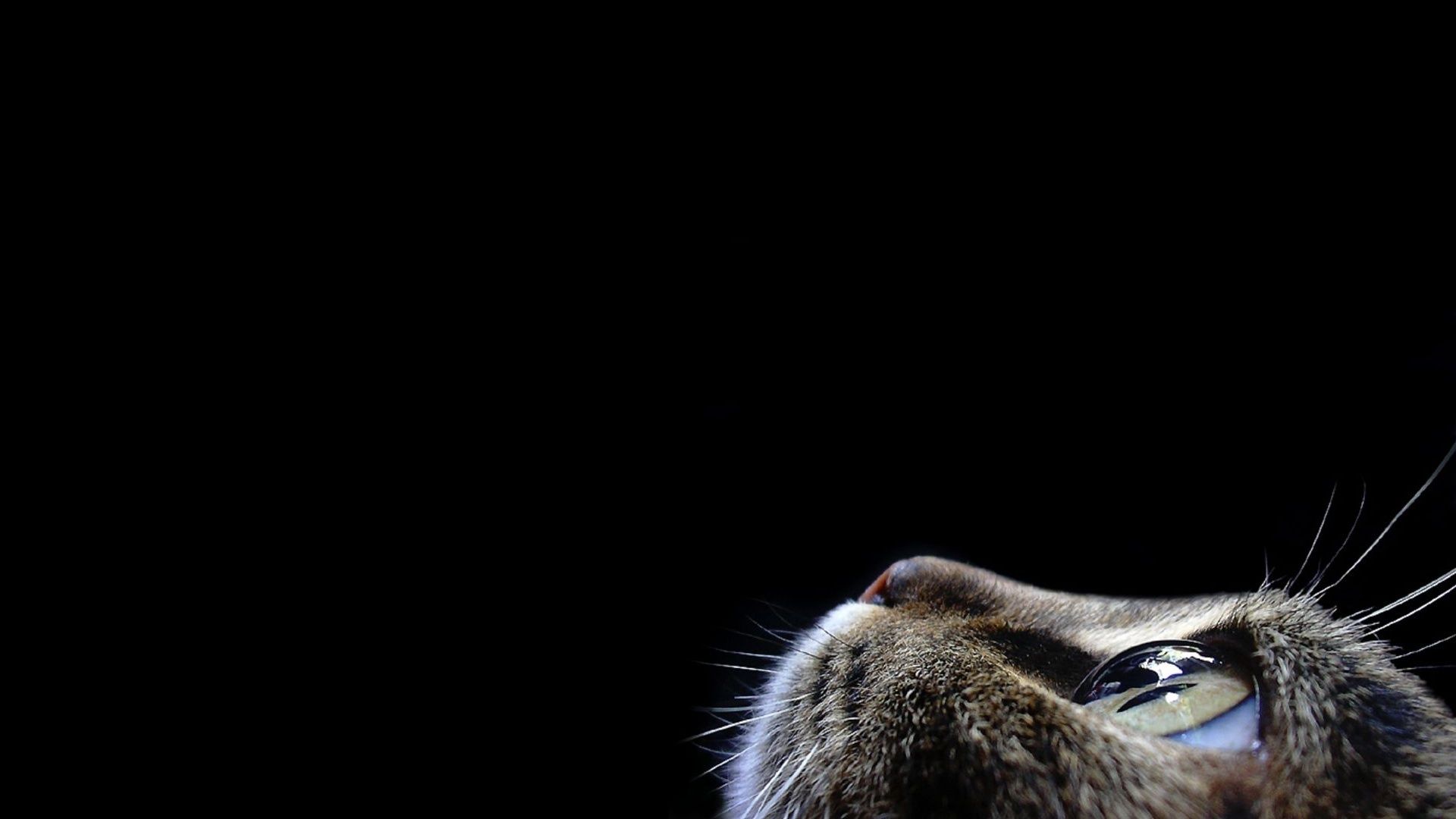 Gatto primo piano sguardo in alto, 1920x1080 Full HD, Monitor Gaming