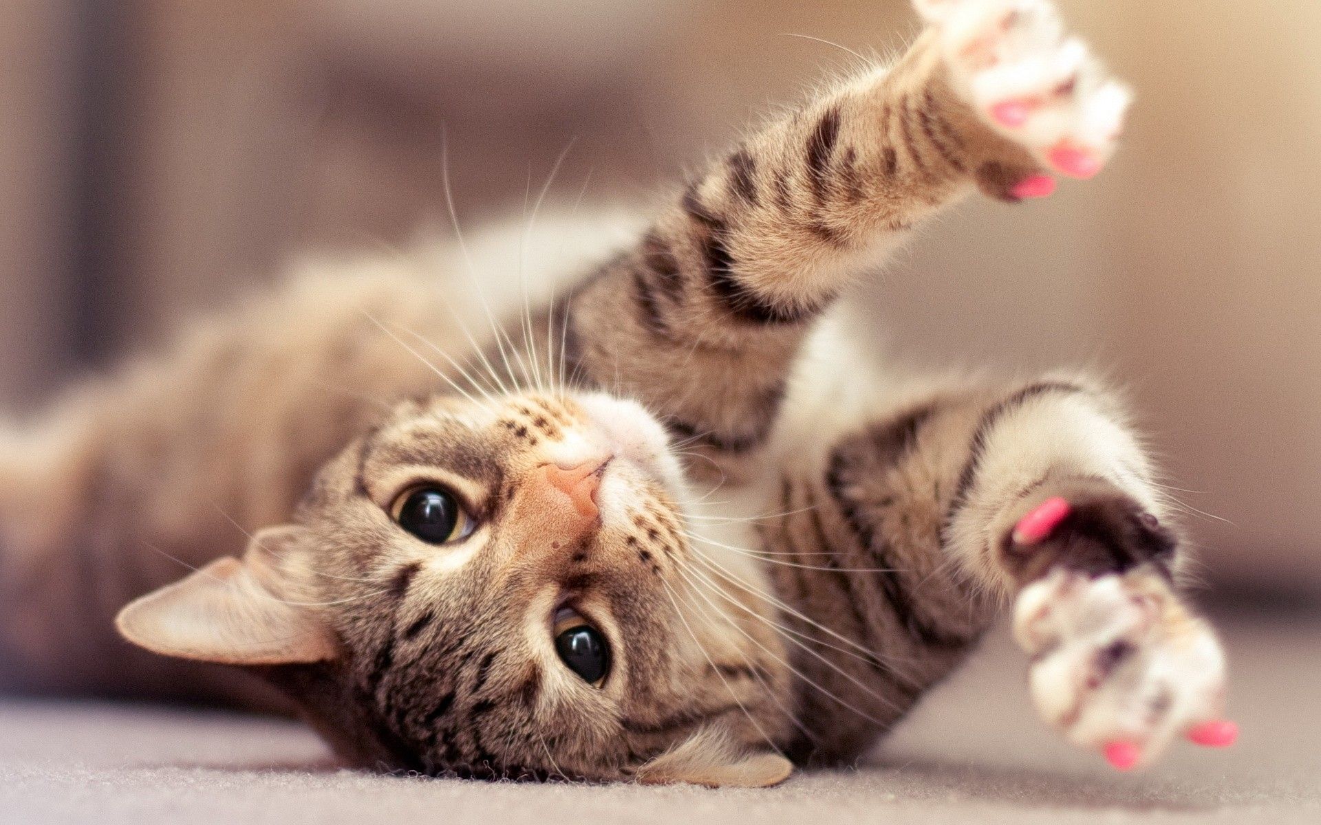 Gatto tabby sdraiato gioco, 1920x1200 Full HD+ WUXGA, Monitor Gaming