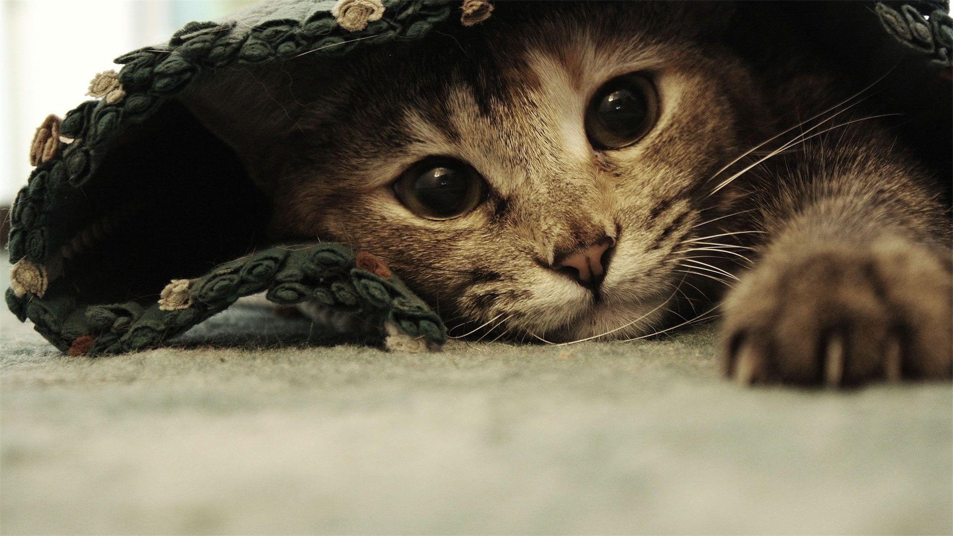 Gatto tabby nascosto sotto coperta, 1920x1080 1080p, PC Desktop
