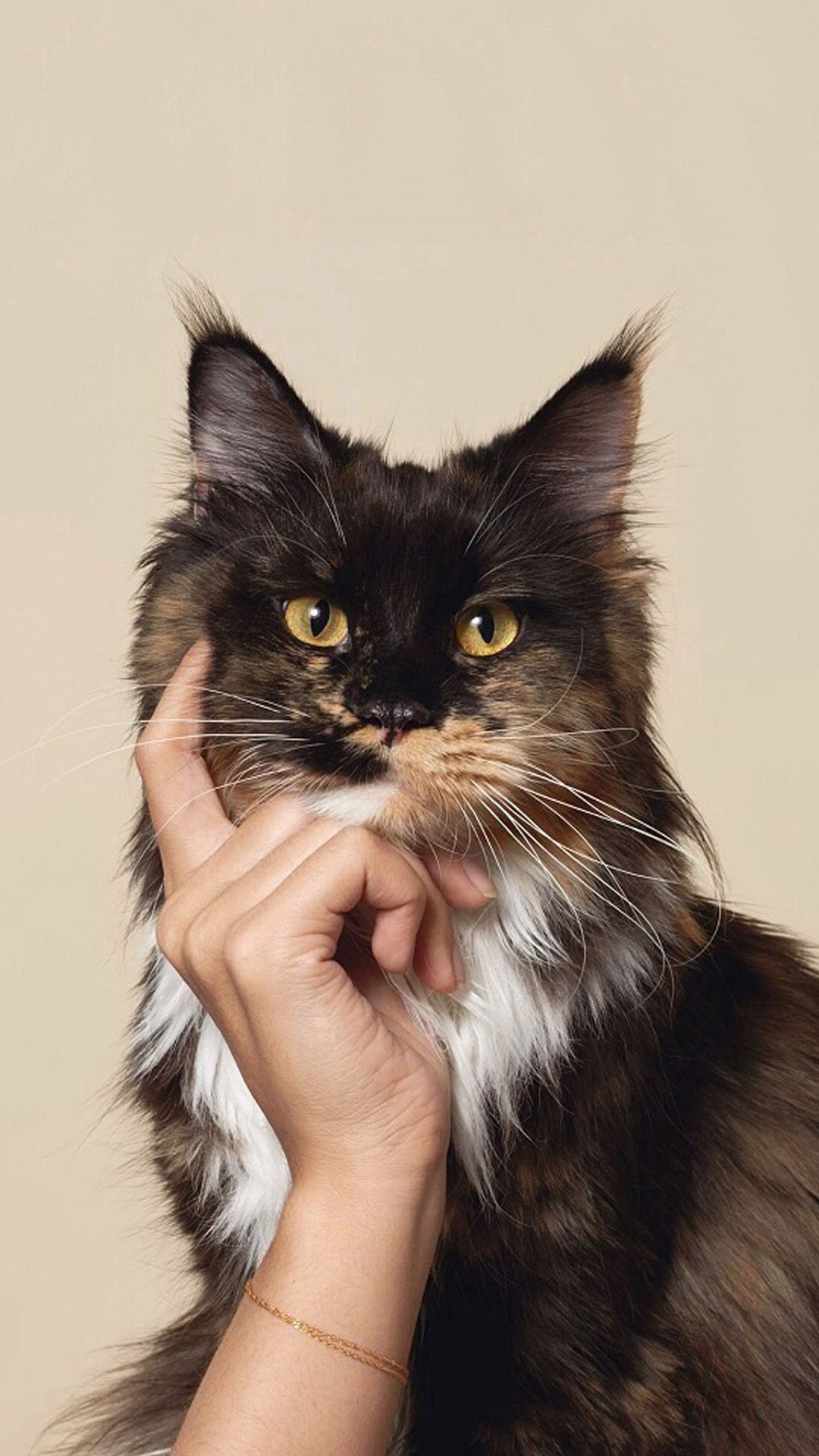 Gatto bianco arancione curioso, 1440x2560 Full HD Verticale, iPhone Air