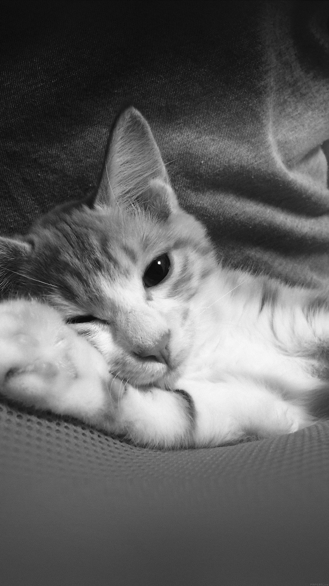 Gatto tabby occhi grandi, 1080x1920 Verticale, iPhone Pro Max