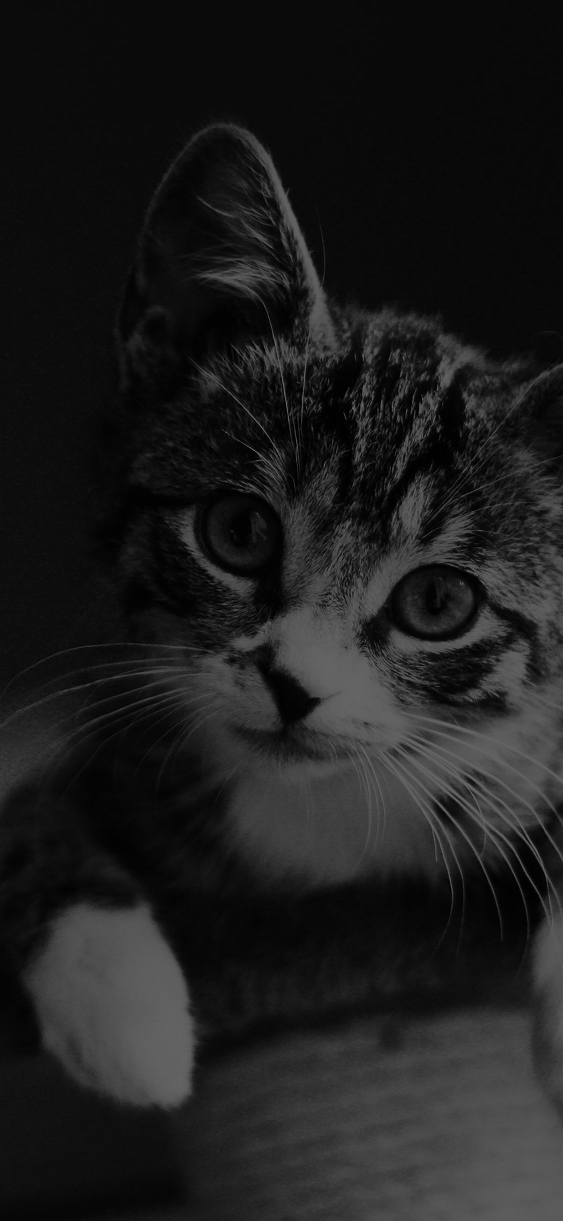 Gattino carino bianco e nero, 1125x2436 Full HD Verticale, iPhone Plus