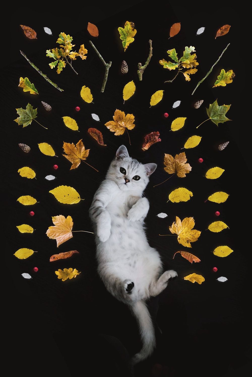 gatto bianco sdraiato tra foglie, 1000x1498 Full HD Verticale, iPhone