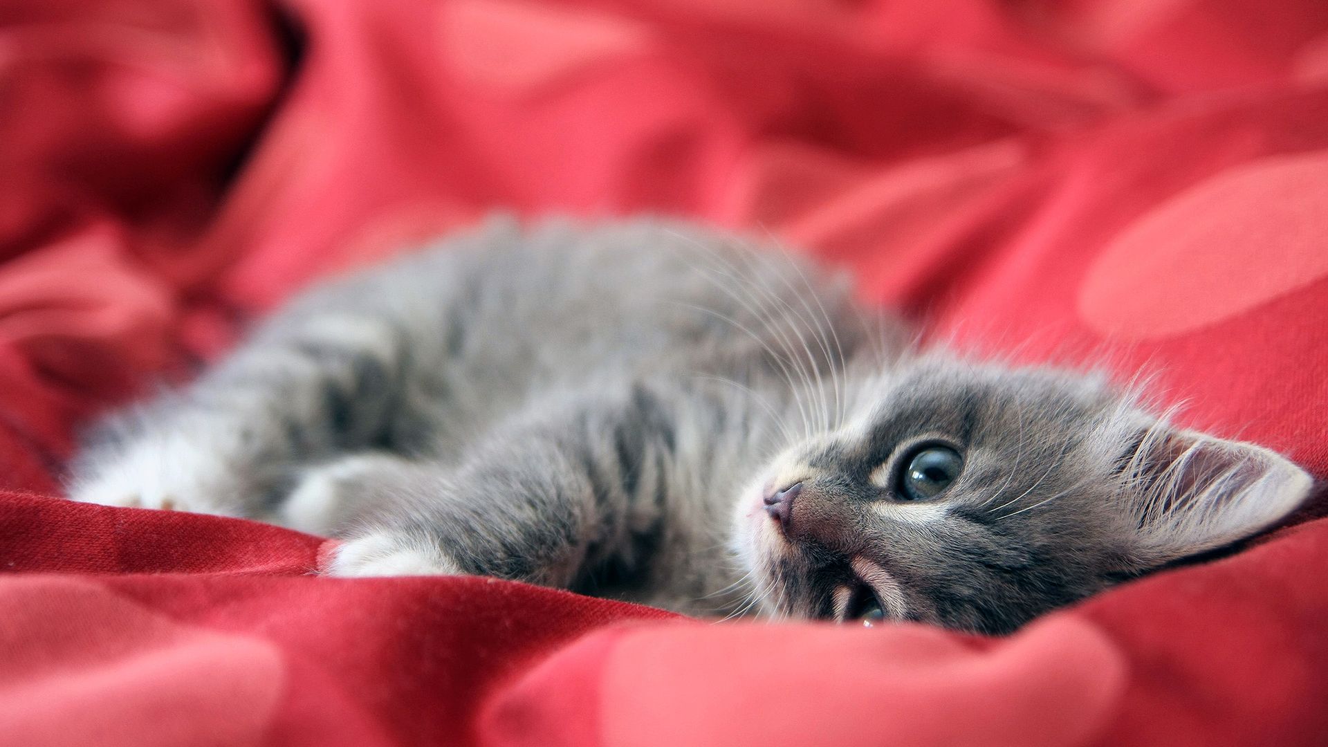 Gattino grigio su lenzuolo rosso, 1920x1080 1080p, Desktop