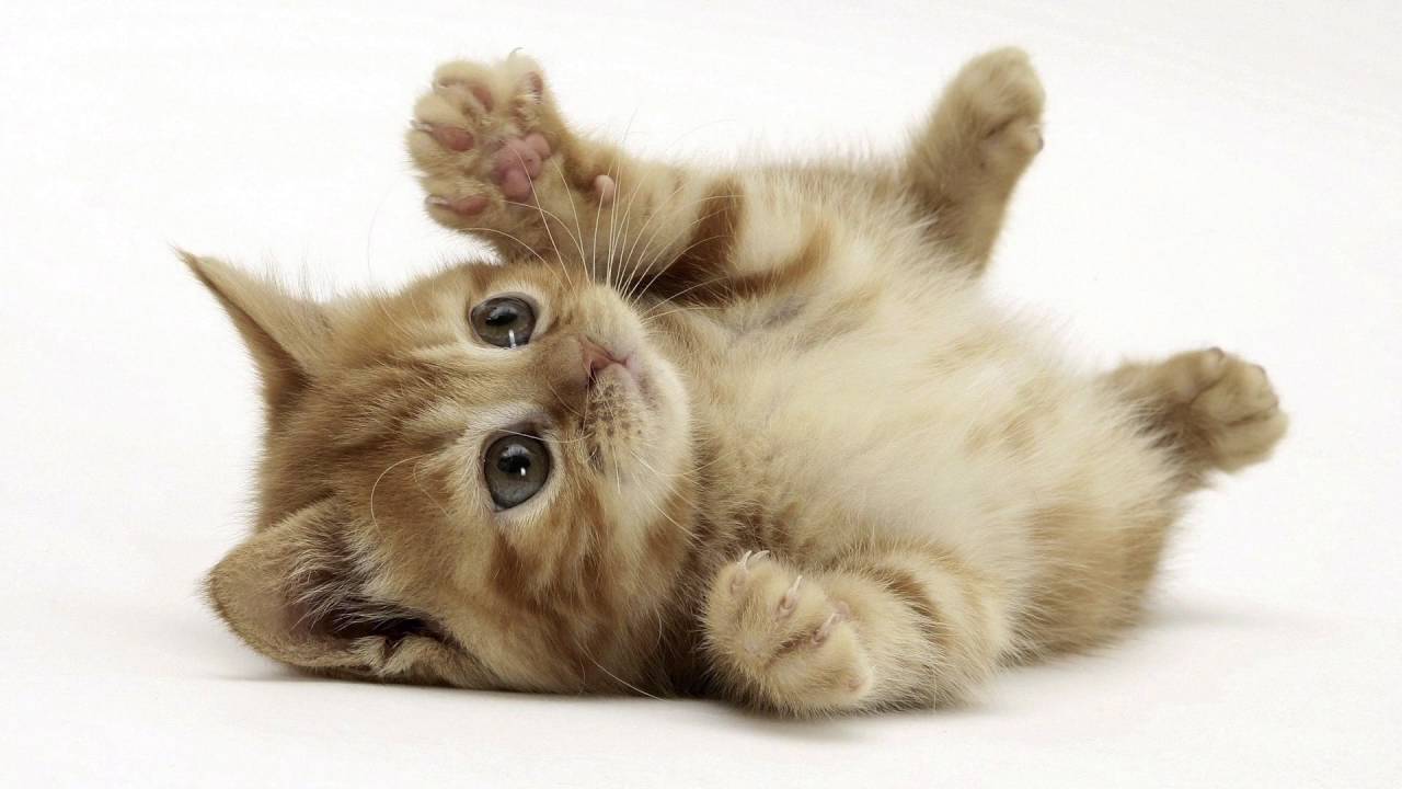 Gattino sdraiato su schiena, 1280x720 720p, Laptop