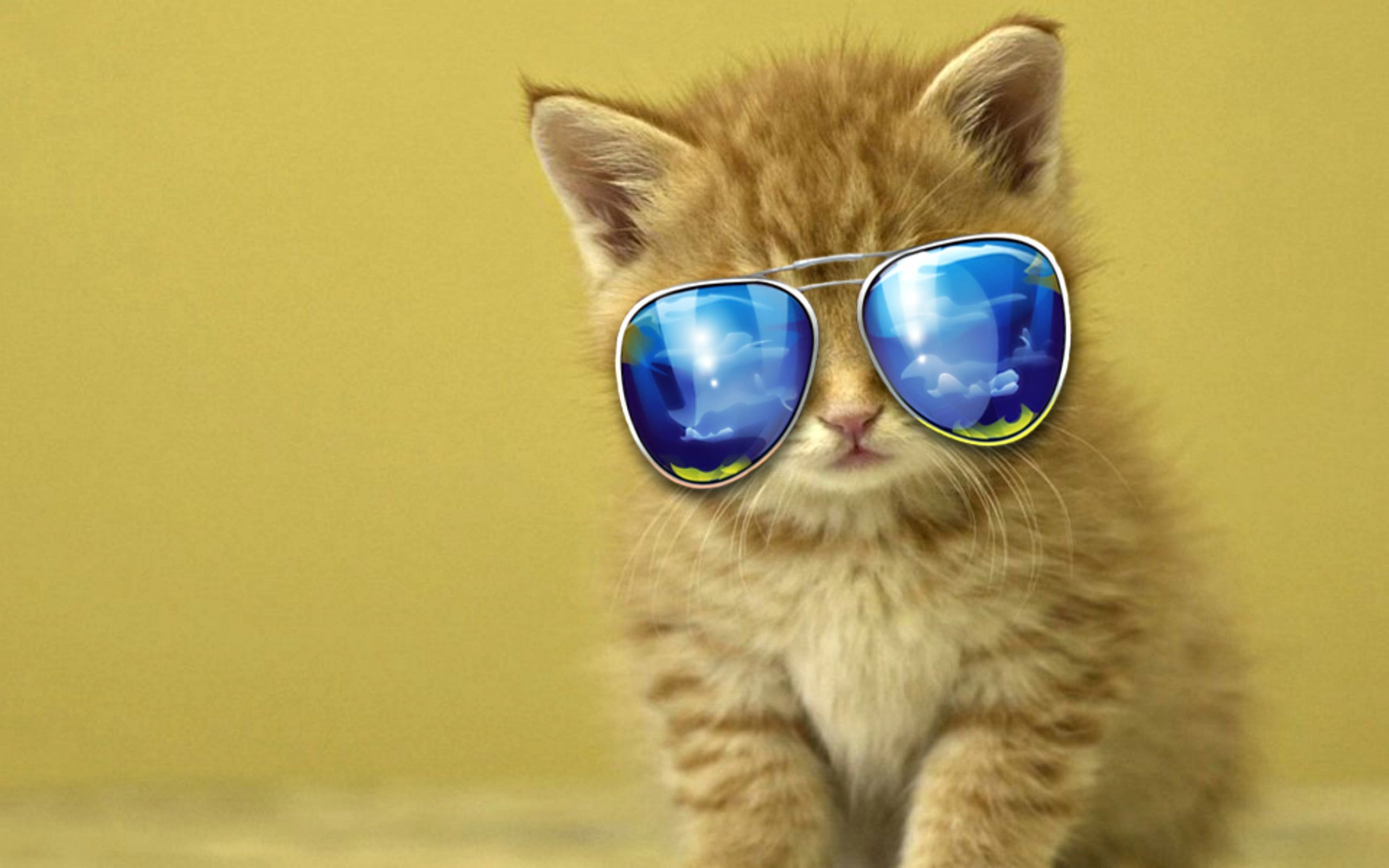 Gattino con occhiali da sole, 2560x1600 WQXGA, MacBook Pro