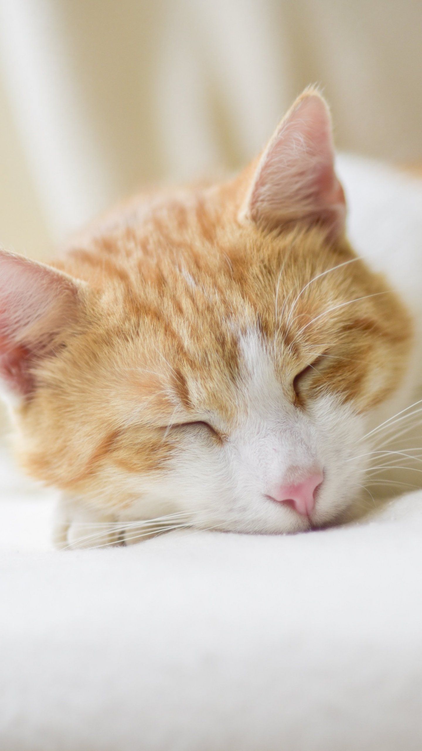 Gatto arancione addormentato, 1440x2560 Full HD Verticale, Smartphone