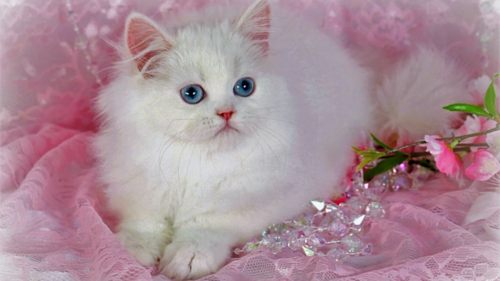 Gattino bianco su tessuto rosa, 1600x900 HD, Laptop
