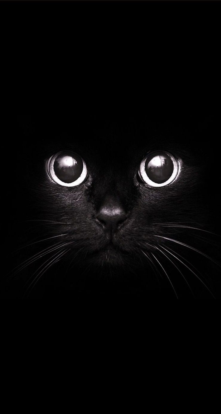 Gatto nero occhi luminosi, 740x1384 Verticale, Telefono
