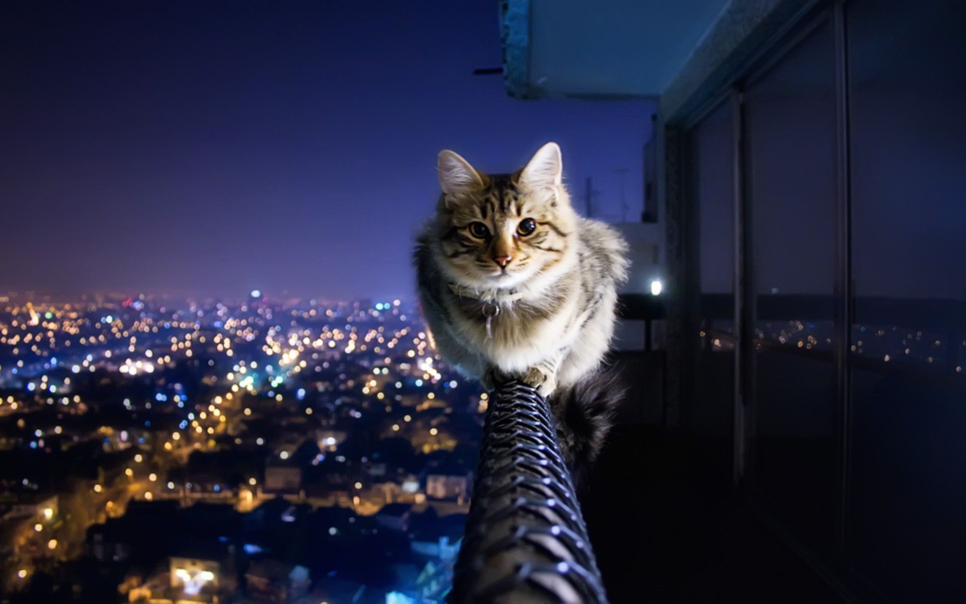 Gatto su corda balcone notturno, 1920x1200 Full HD+ WUXGA, PC Desktop