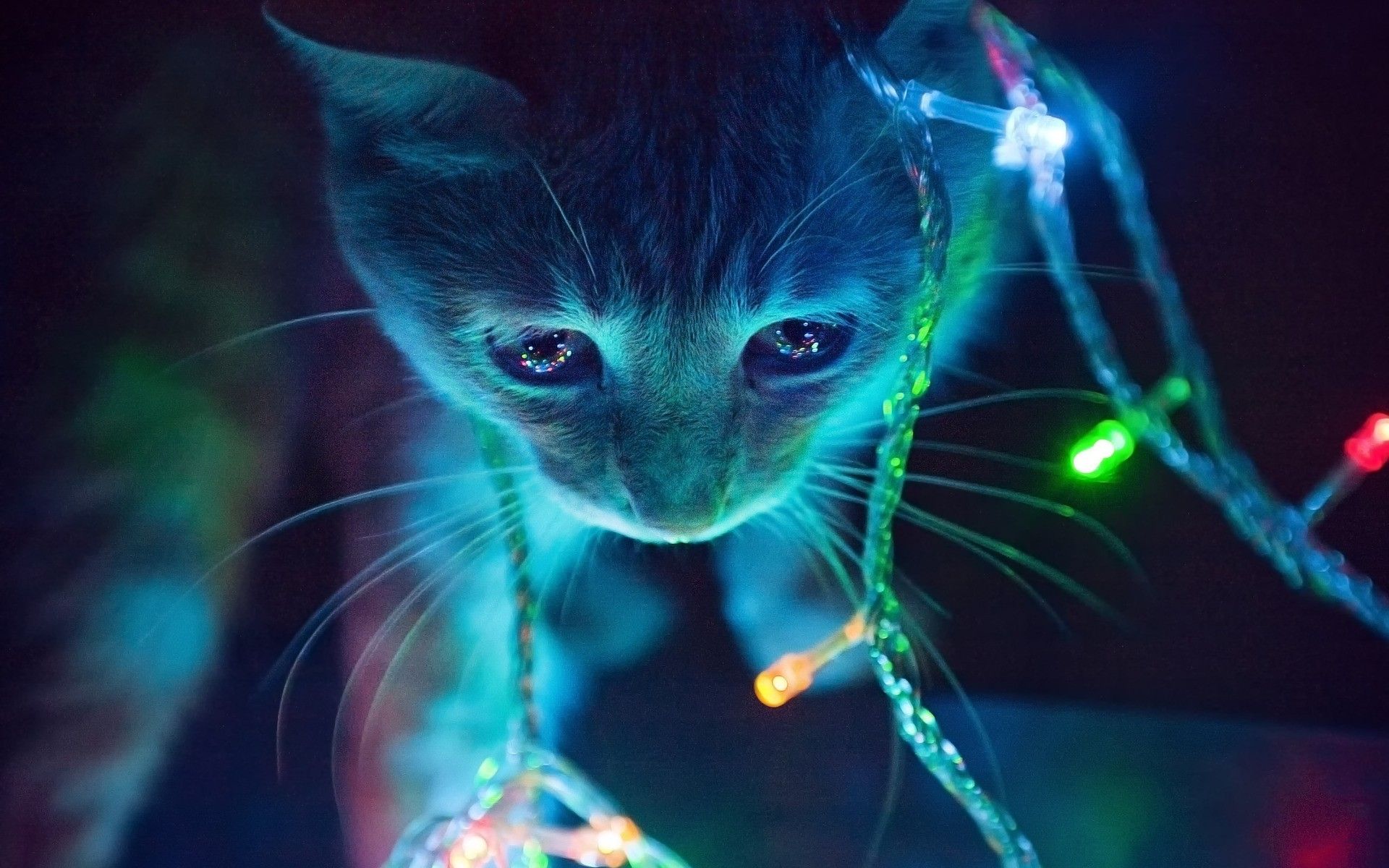 Gattino con luci natalizie, 1920x1200 Full HD+, Laptop