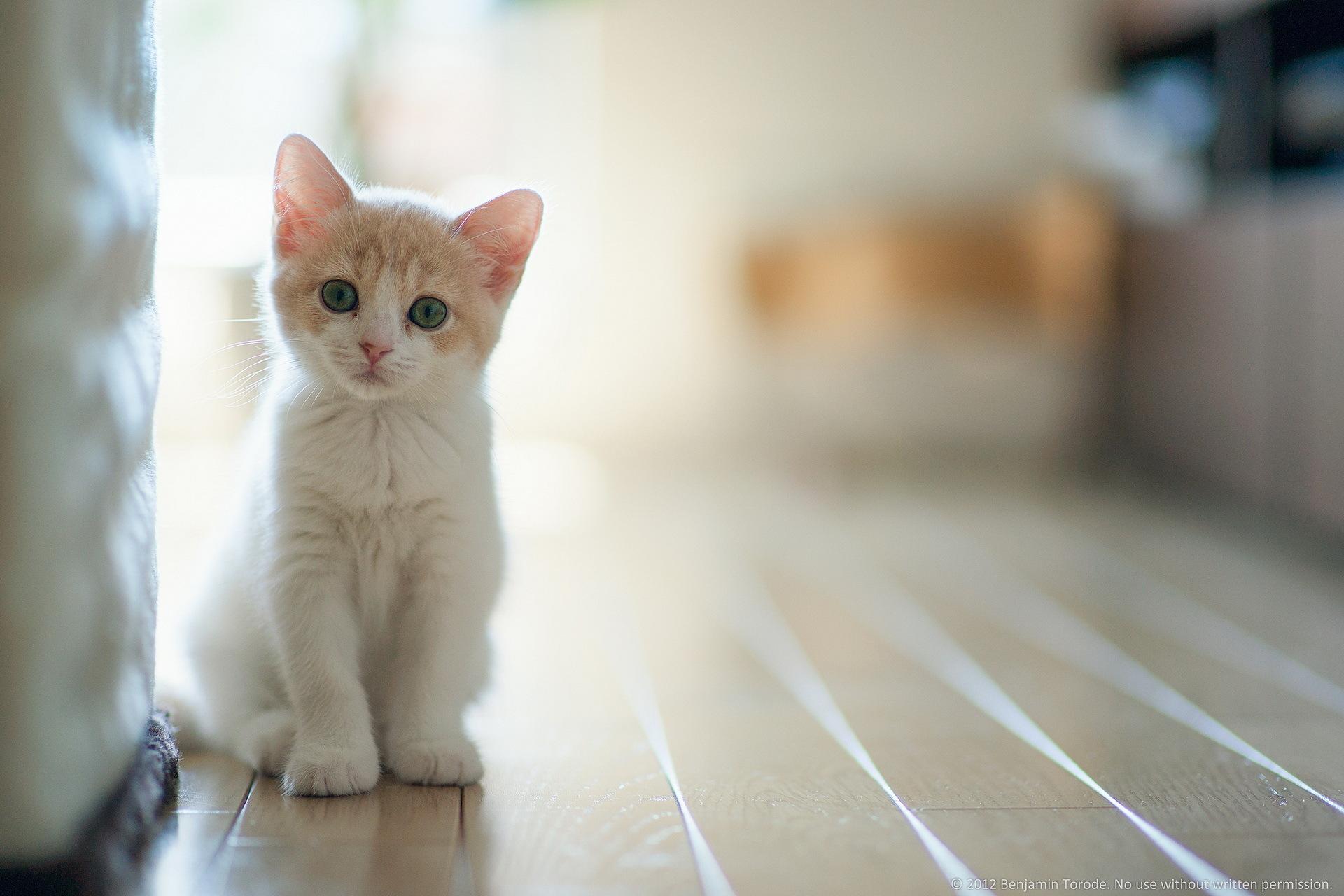 gattino bianco arancione pavimento, 1920x1280 Full HD+ WUXGA, PC