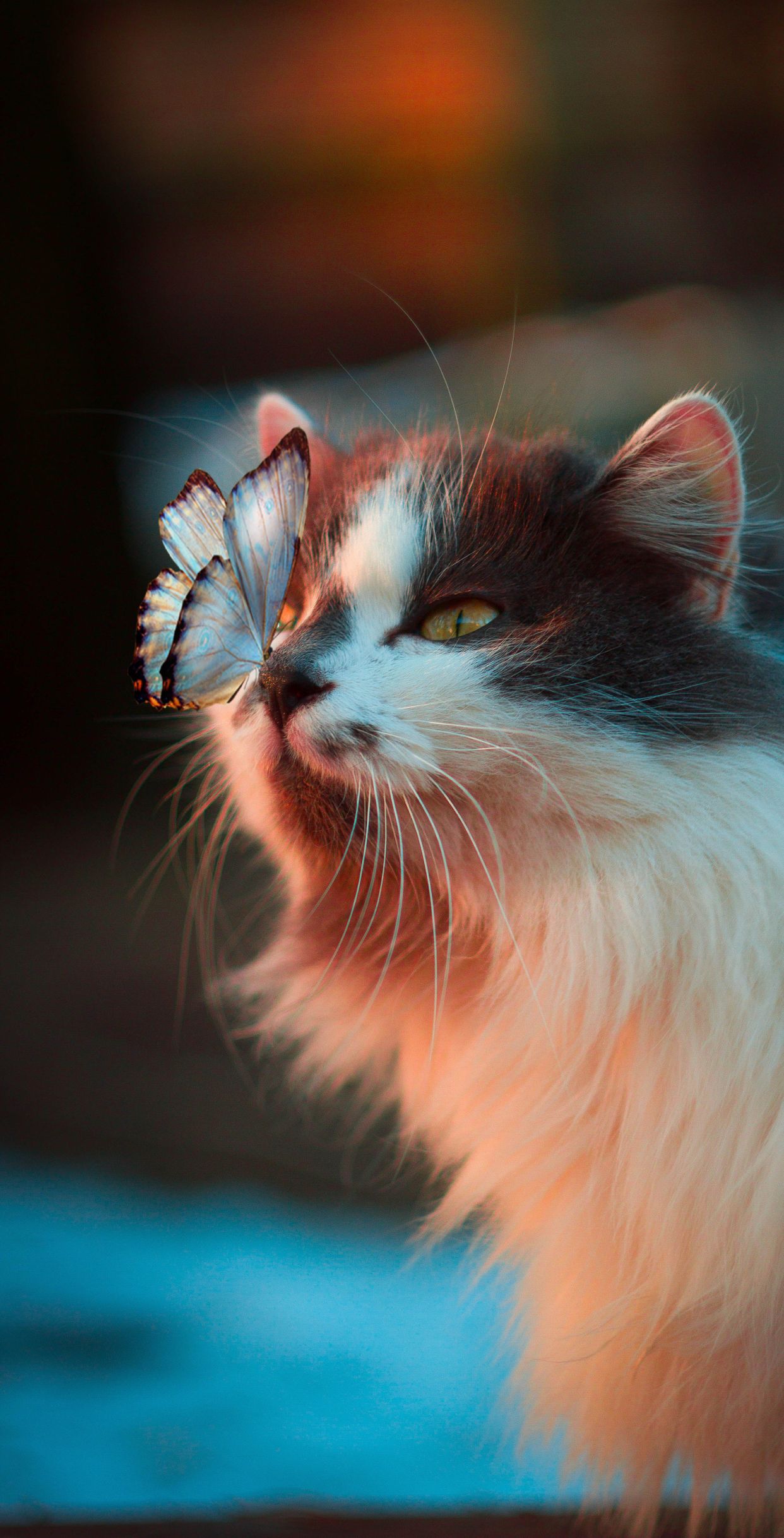 Gatto con farfalla sul naso, 1242x2436 Full HD Verticale, Realme