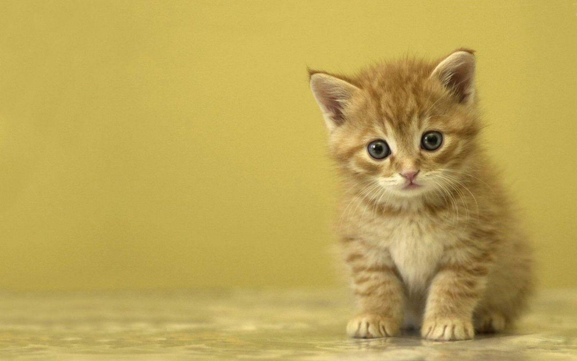 Gattino arancione sfondo giallo, 1920x1200 Full HD+ WUXGA, Laptop