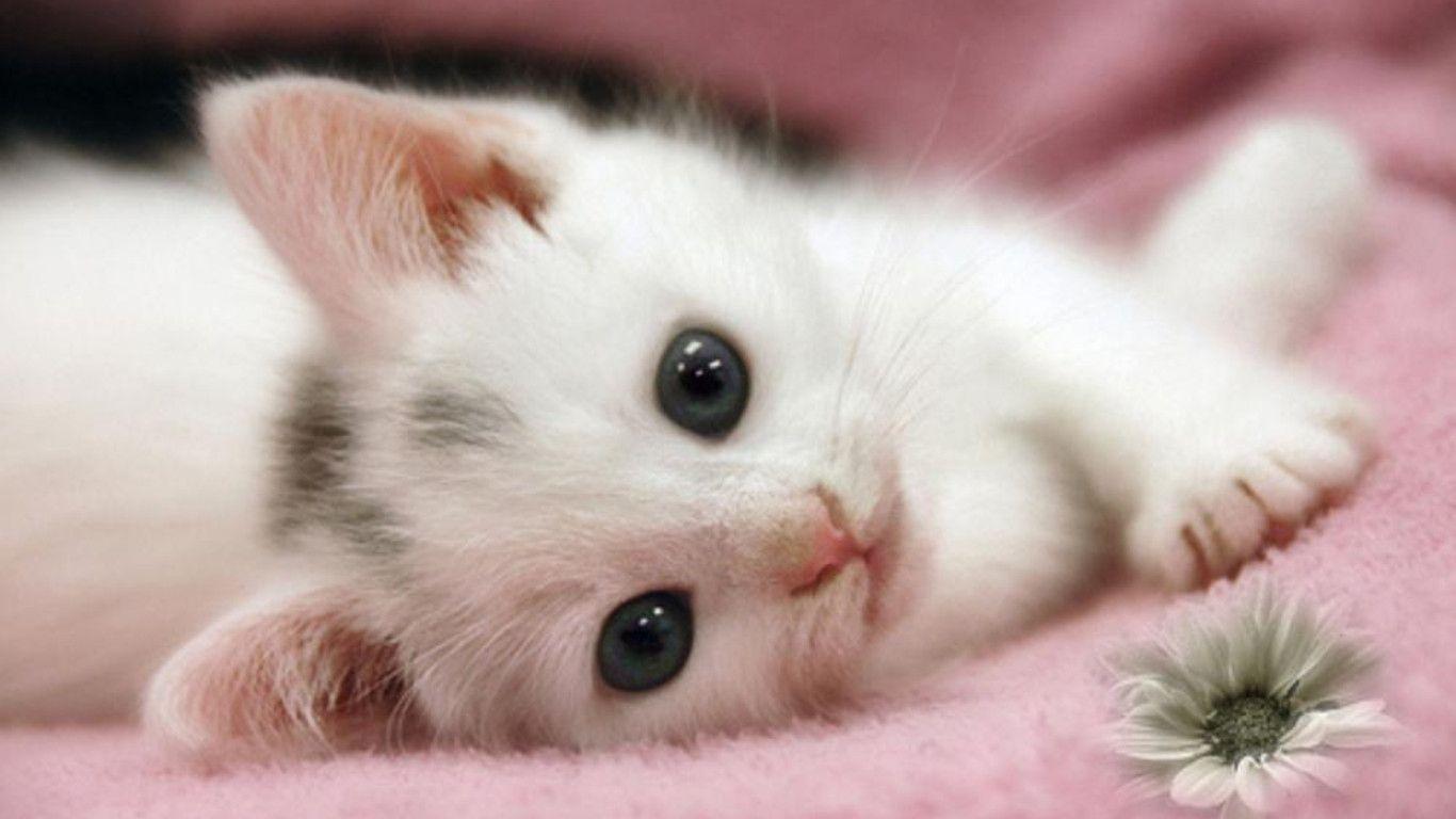 Gattino bianco su coperta rosa, 1366x768 HD, Desktop