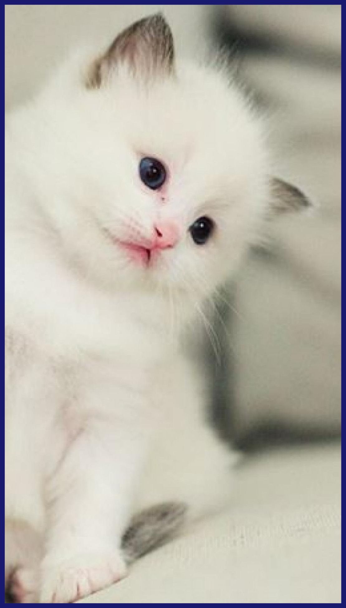 Gattino bianco soffice, 1110x1950 Full HD Verticale, iPhone