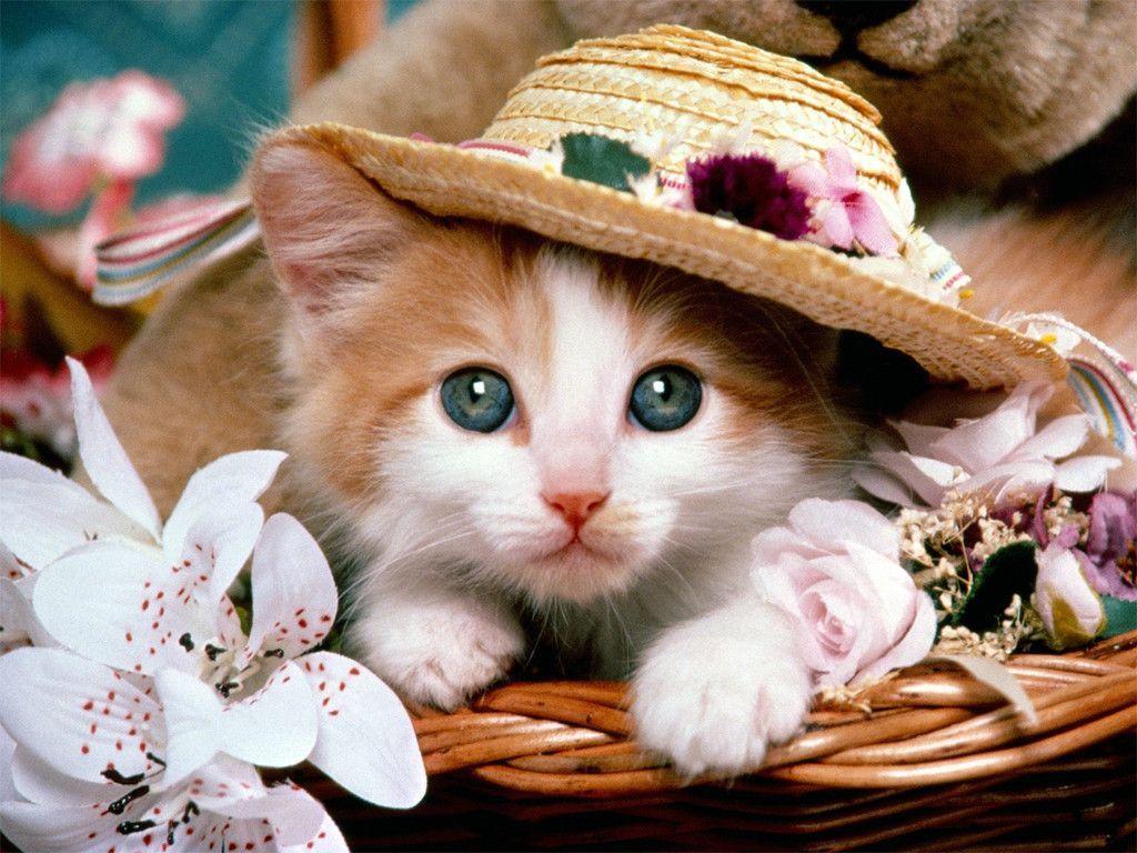 Gattino con cappello di paglia, 1024x768 HD, PC Desktop