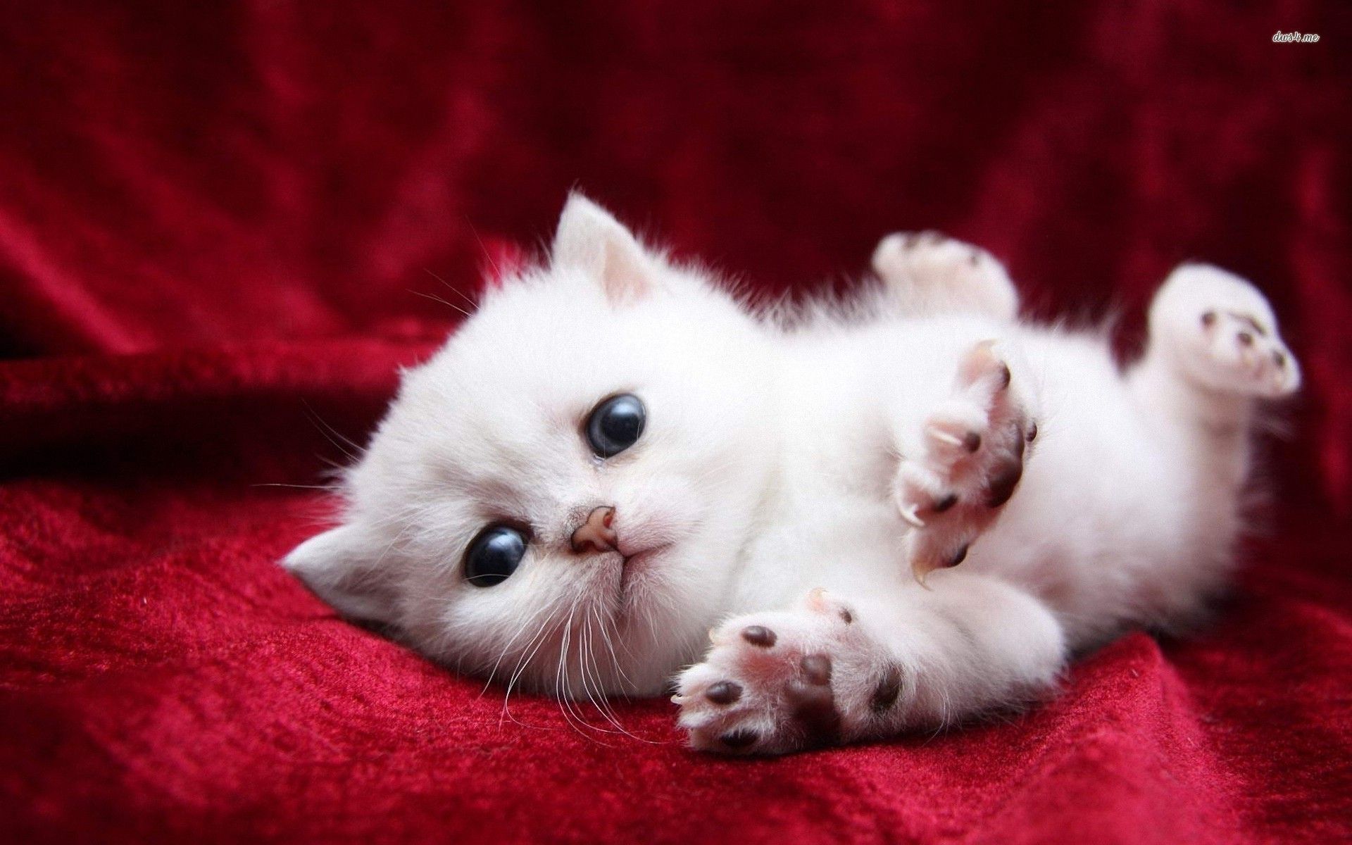 Gattino bianco su tessuto rosso, 1920x1200 WUXGA, Laptop