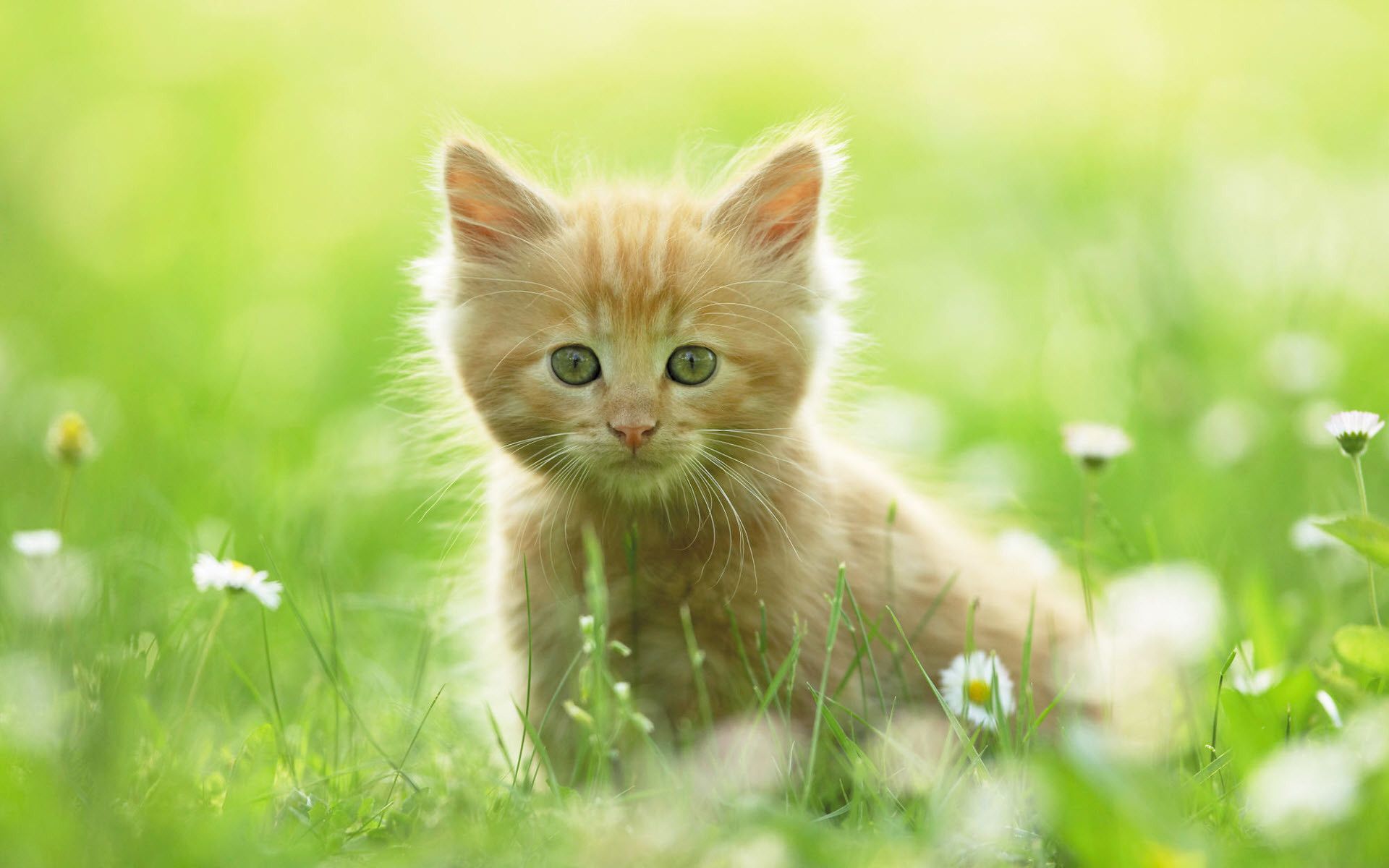 Gattino arancione nel prato, 1920x1200 WUXGA, Desktop