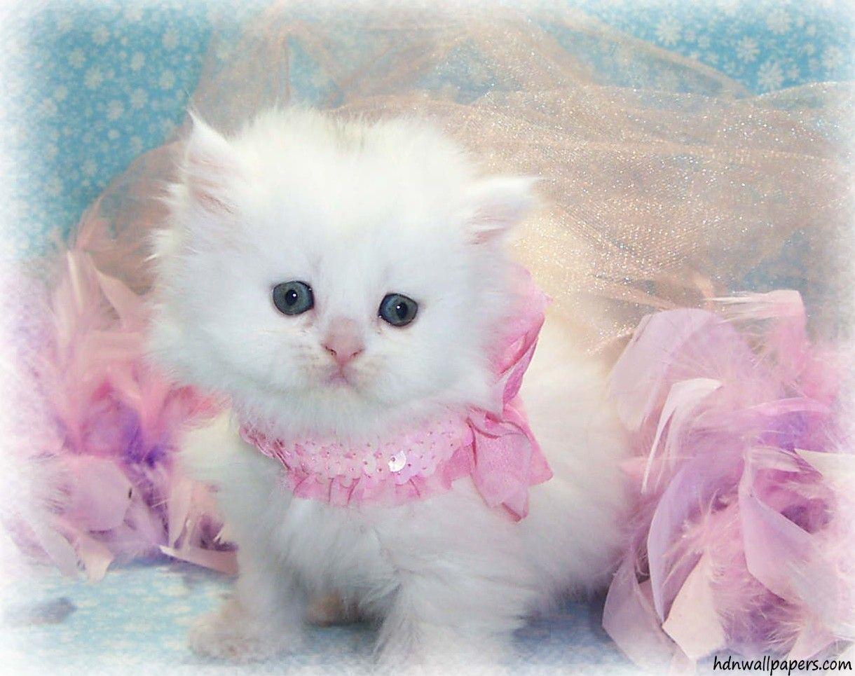 Gattino bianco fiocco rosa, 1220x965 HD, Laptop
