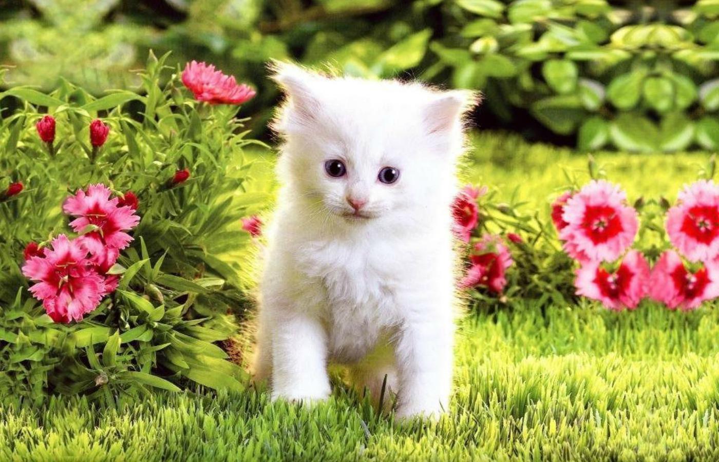 Gattino bianco tra fiori, 1400x900 720p, PC