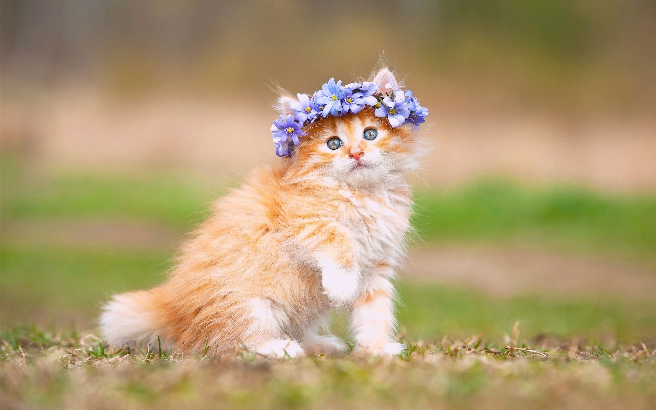 Gattino con corona di fiori, 2560x1600 2K, MacBook Pro