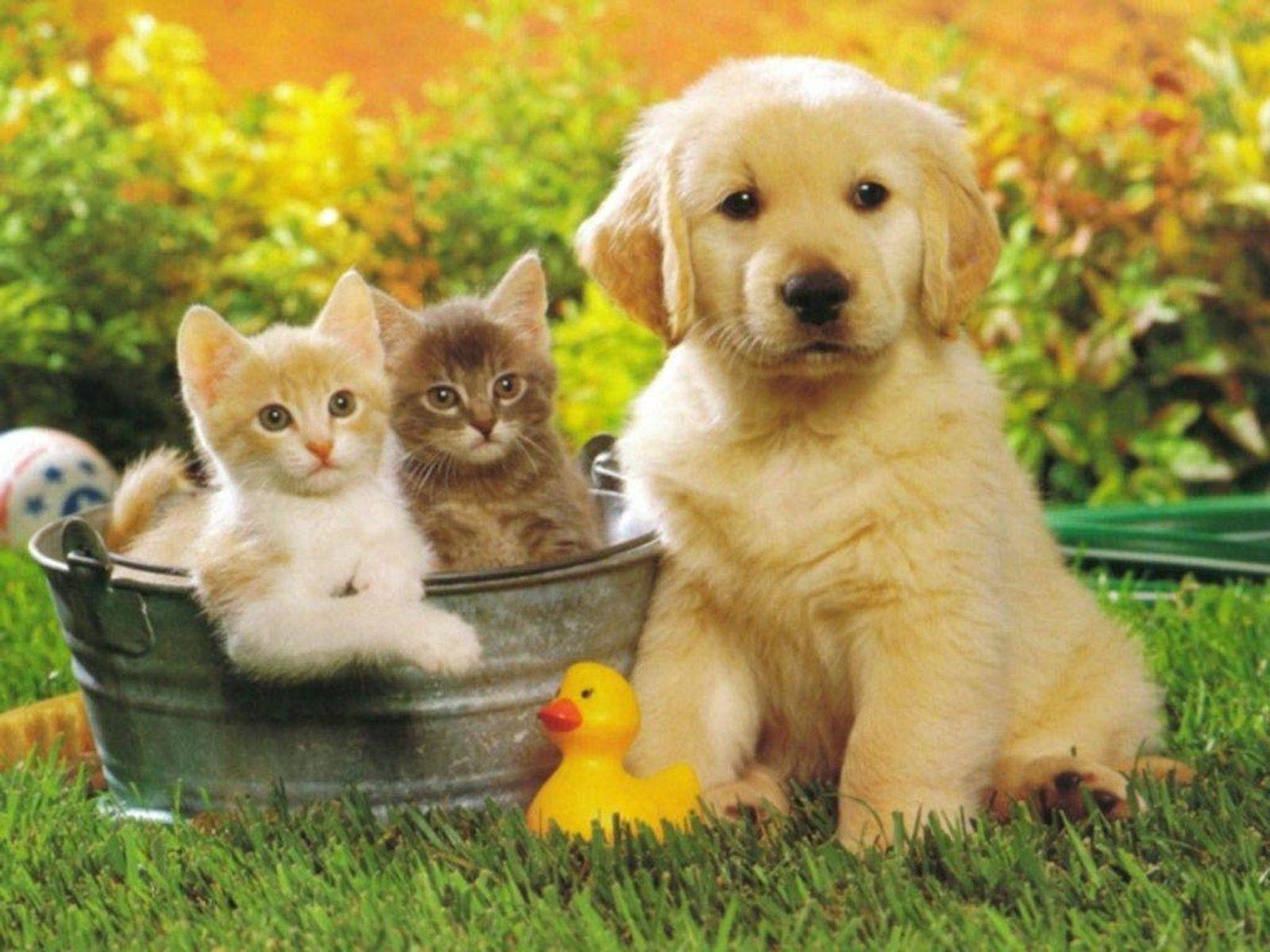Cuccioli gattini e cane nel secchio, 1600x1200 900p, PC