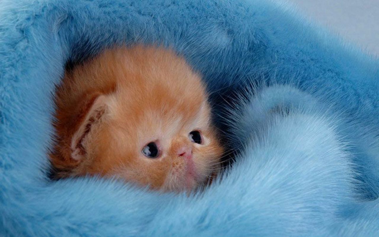 Gattino arancione avvolto coperta blu, 1280x800 HD, Desktop