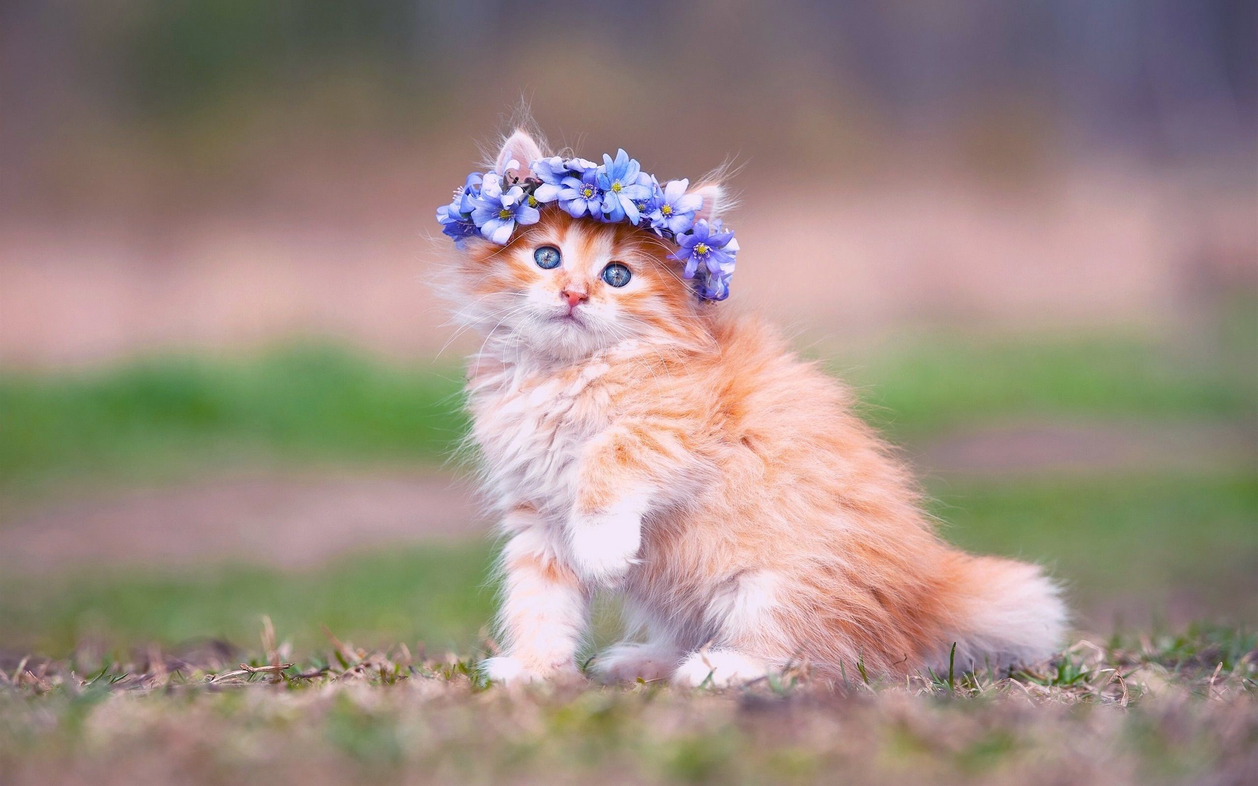Gattino con corona di fiori, 2560x1600 2K+, MacBook Pro
