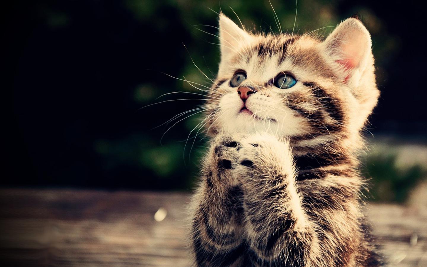 Gattino tabby che prega, 1440x900 720p, PC