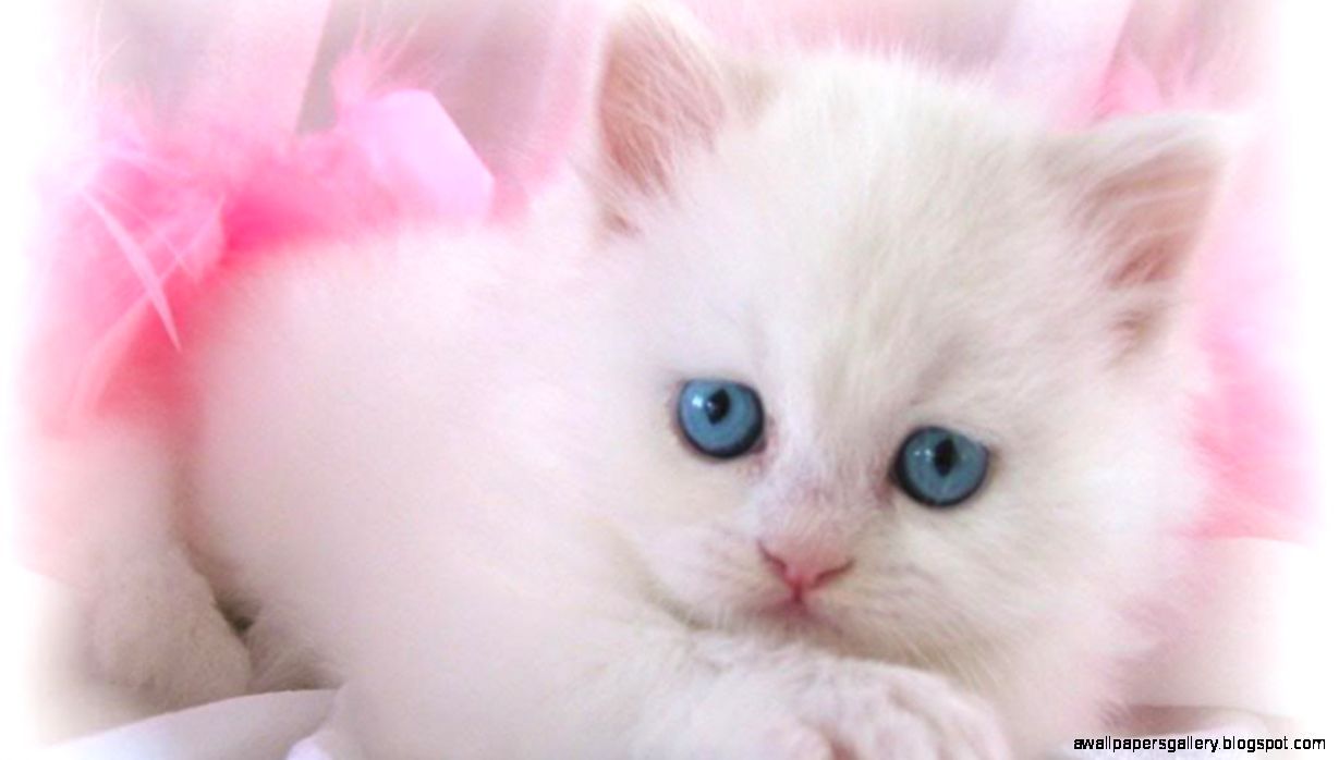 Gattino bianco occhi azzurri, 1229x698 HD, Desktop