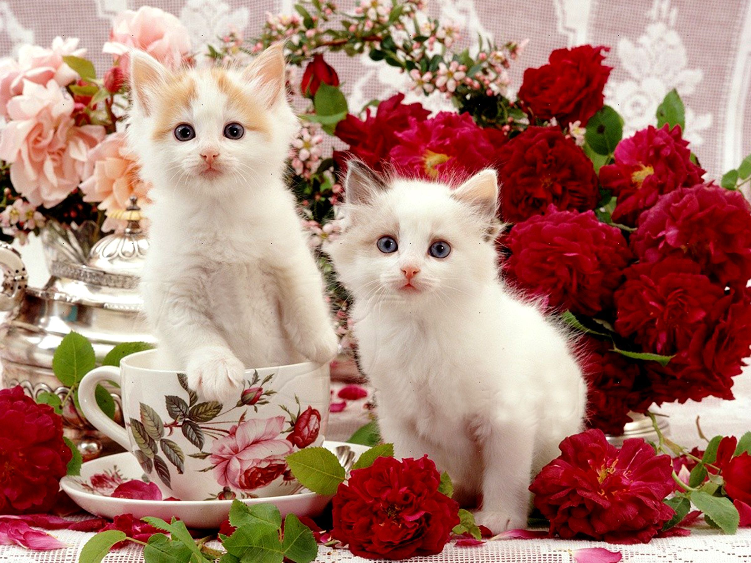 Gattini bianchi con rose rosse, 2400x1800 alta risoluzione, Desktop