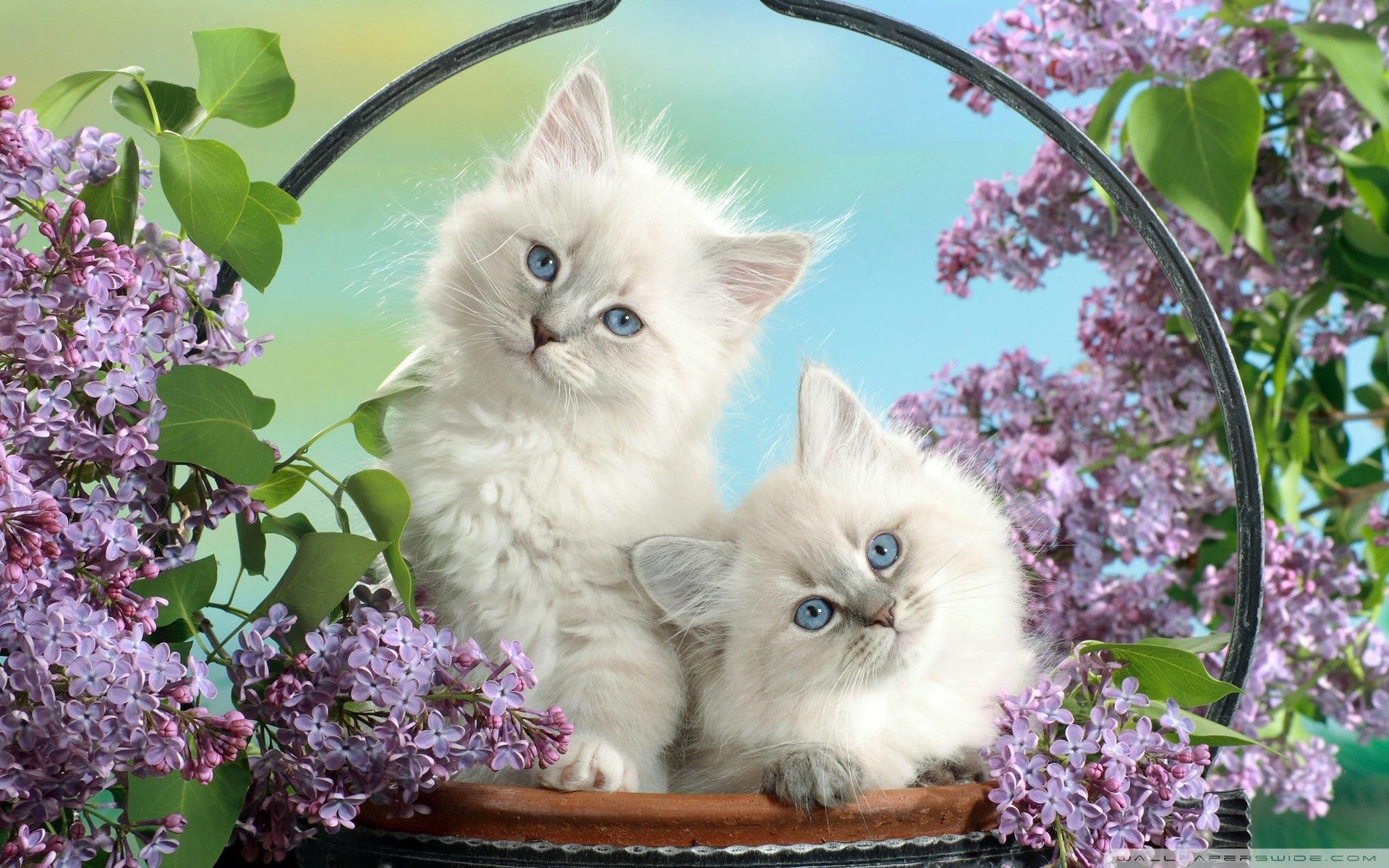 Gattini persiani bianchi con lillà, 1920x1200 WUXGA, Desktop