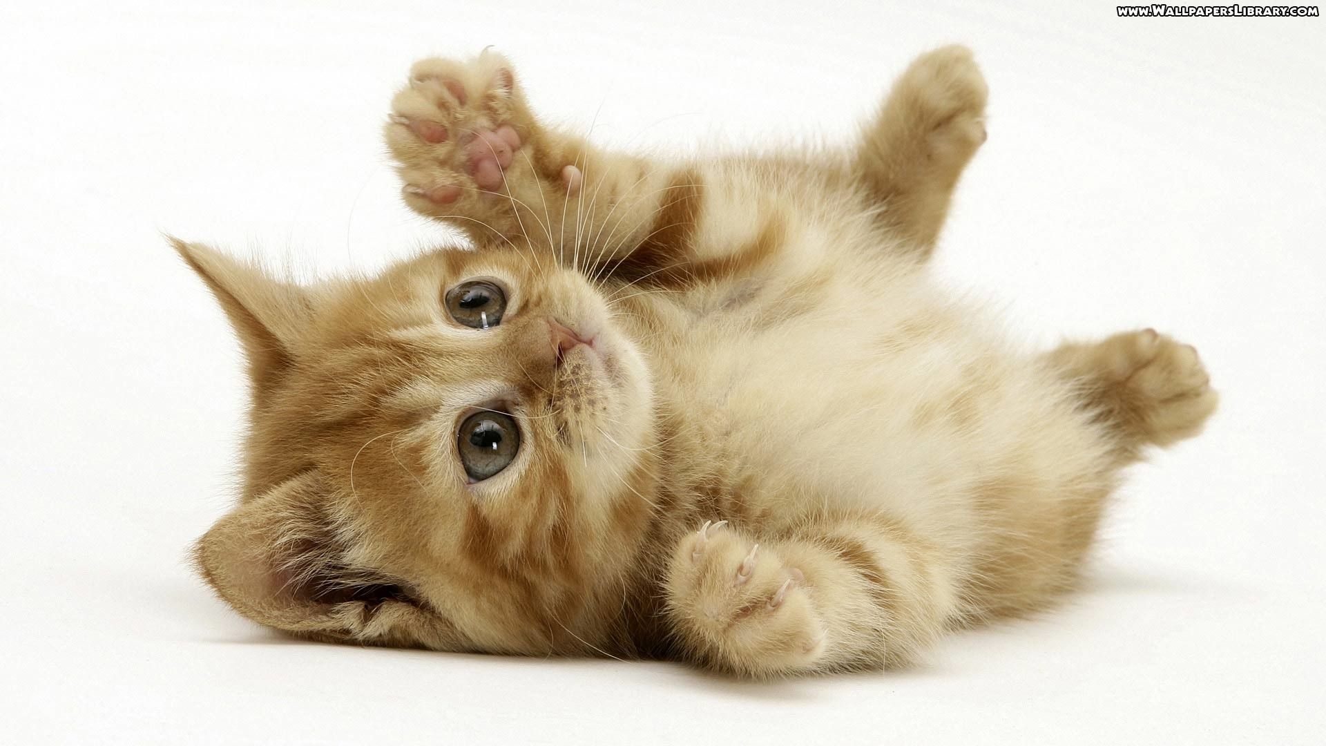 Gattino arancione sdraiato, 1920x1080 Full HD, Desktop
