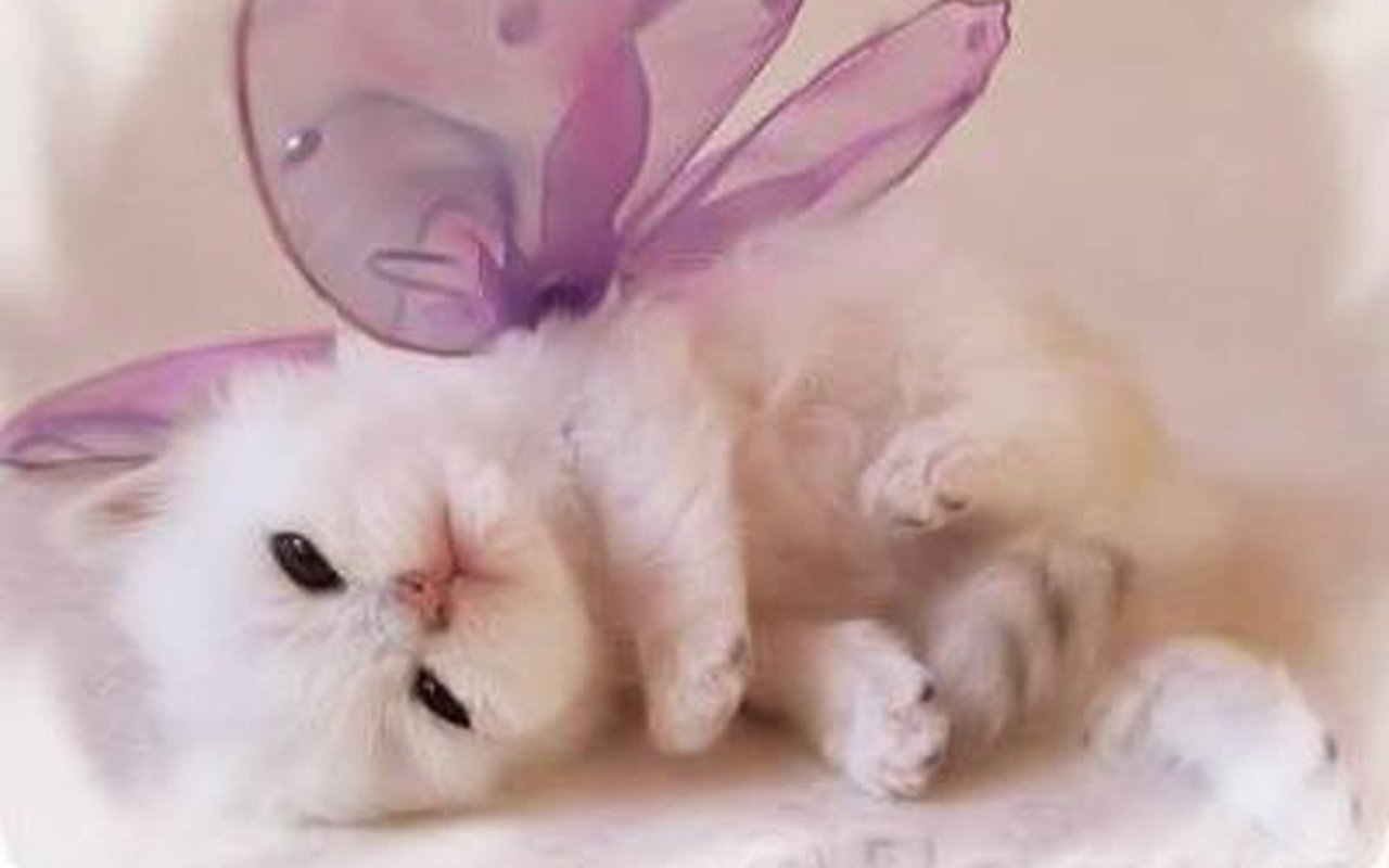 Gattino bianco con fiocco viola, 1280x800 720p, MacBook Air