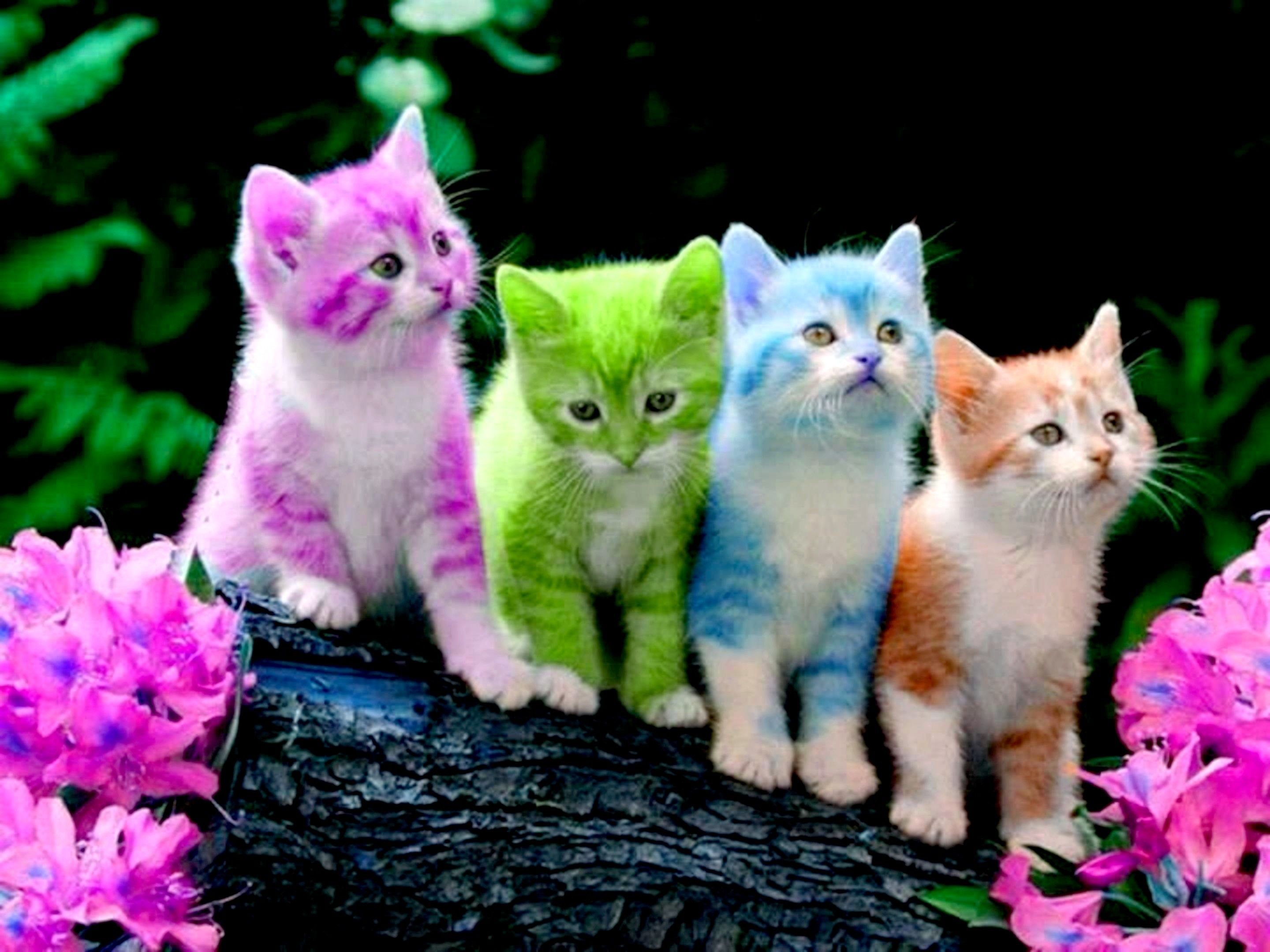 Gattini colorati tra fiori, 2880x2160 WQXGA, Monitor Gaming