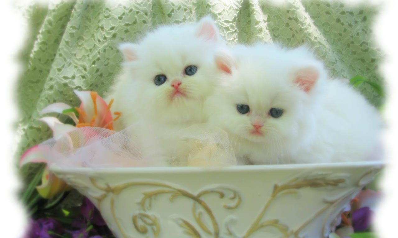 Gattini bianchi in vaso, 1280x768 720p, Laptop
