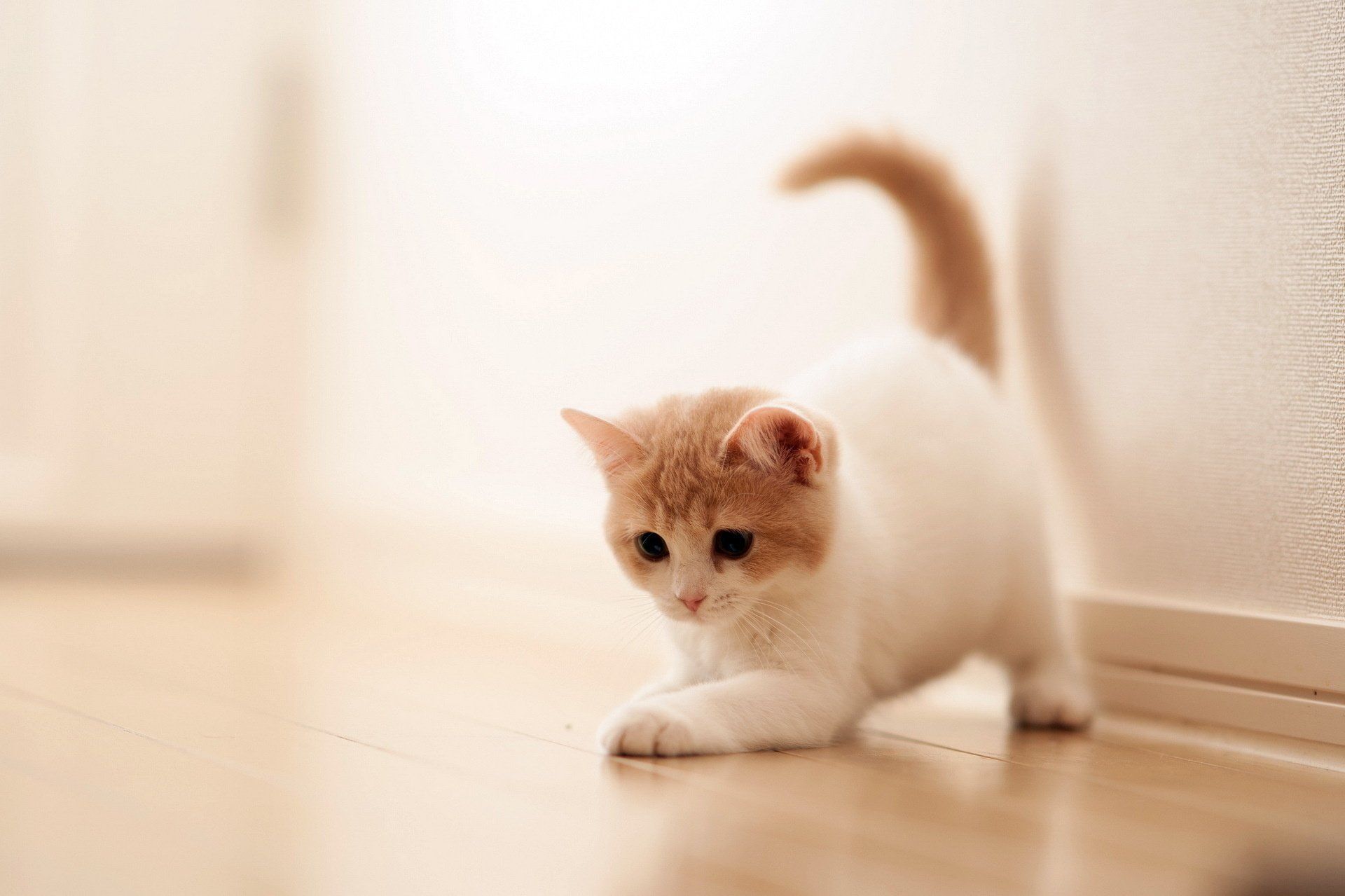 Gattino bianco e arancione, 1920x1279 WUXGA, PC
